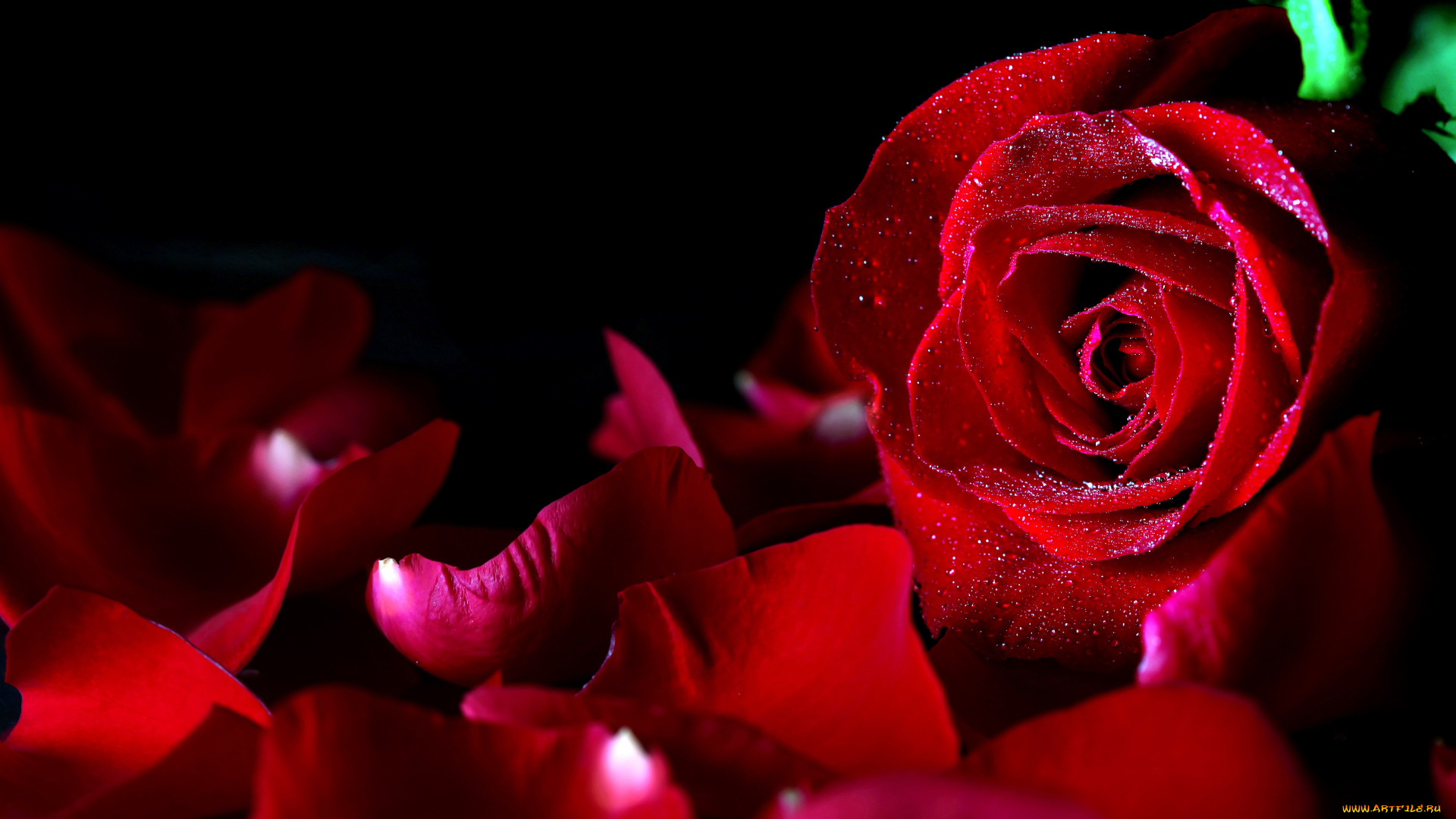 цветы, розы, бутон, лепестки, красный, капли