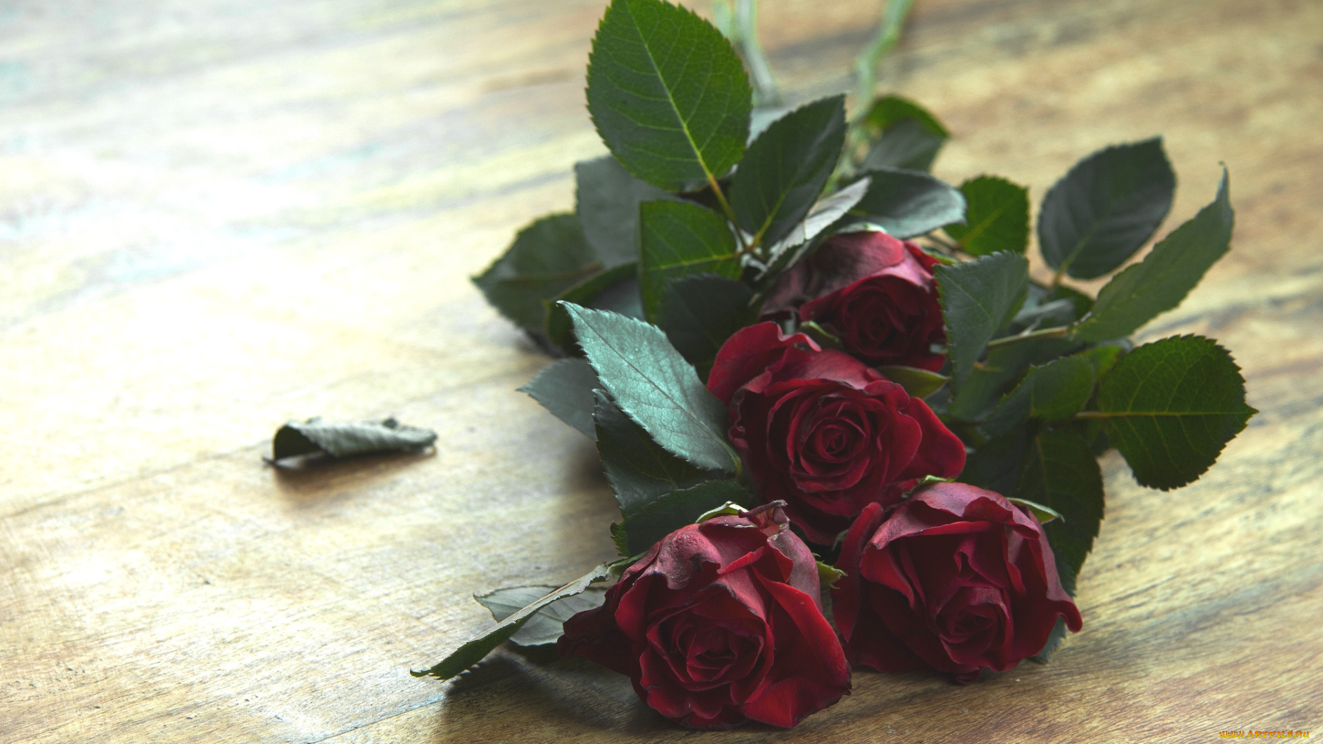 цветы, розы, бутоны