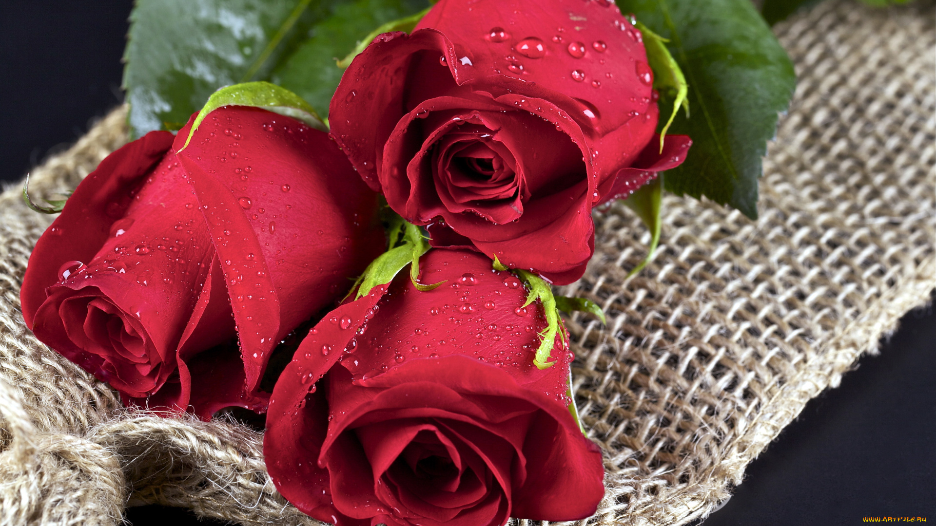 цветы, розы, капли, бутоны