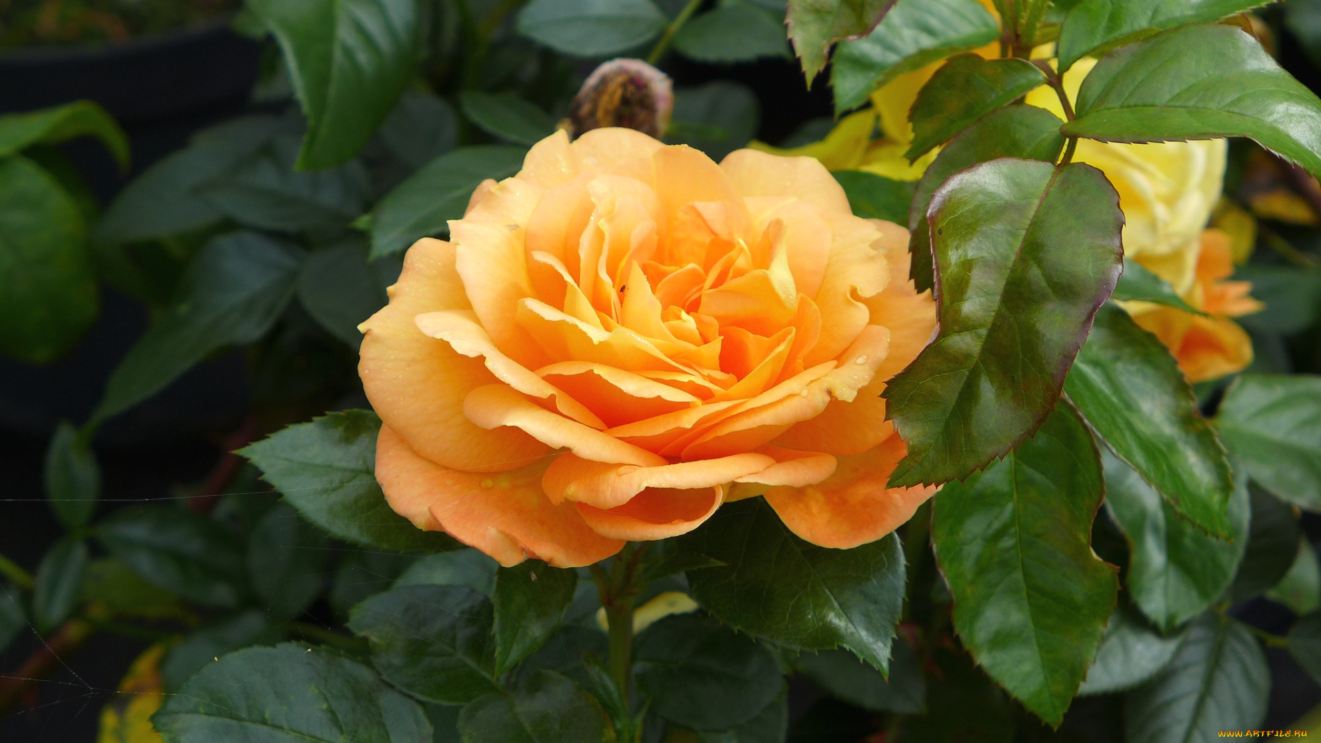 цветы, розы, желтый