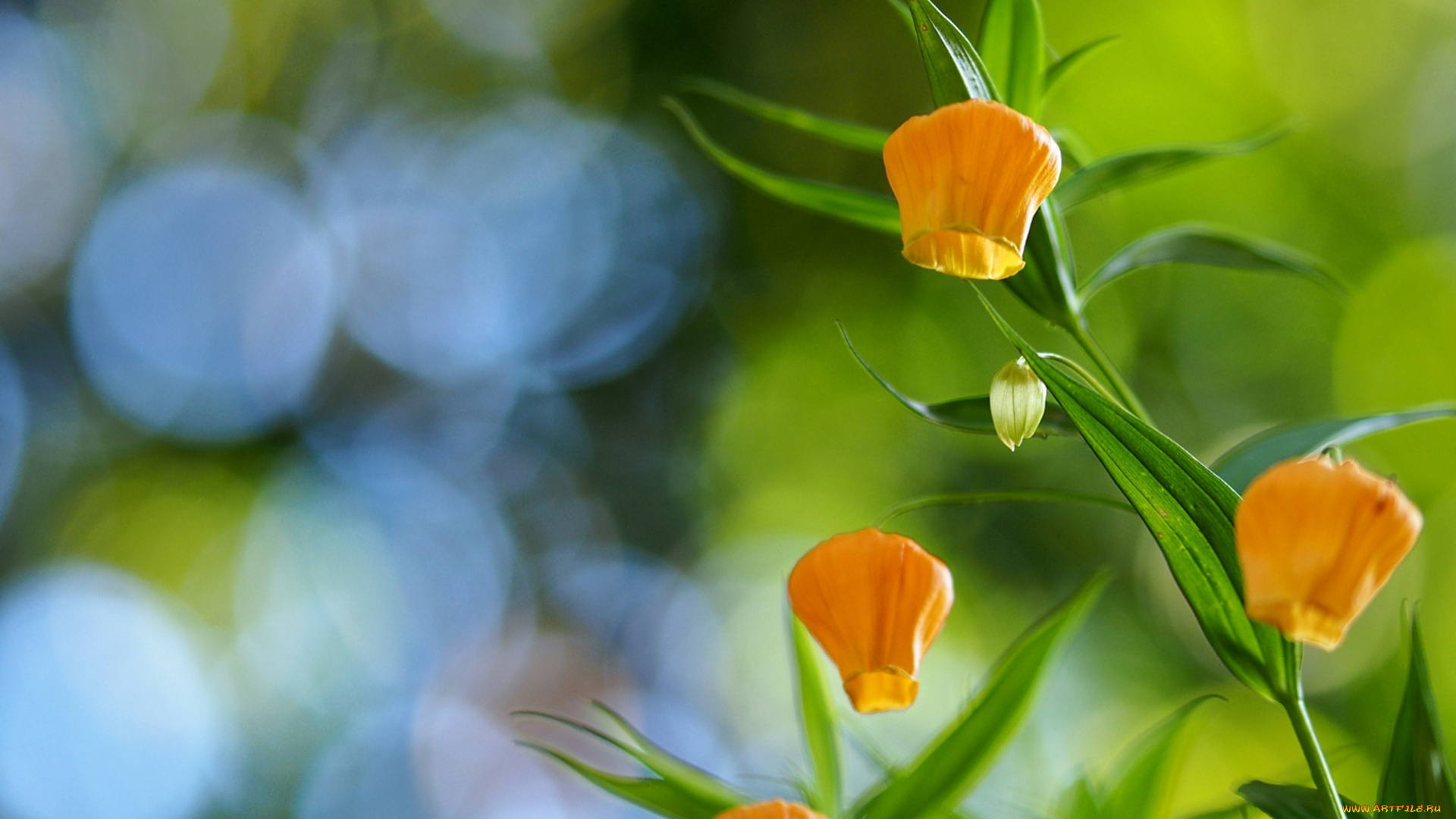 цветы, сандерсония, , золотой, ландыш, сандерсония