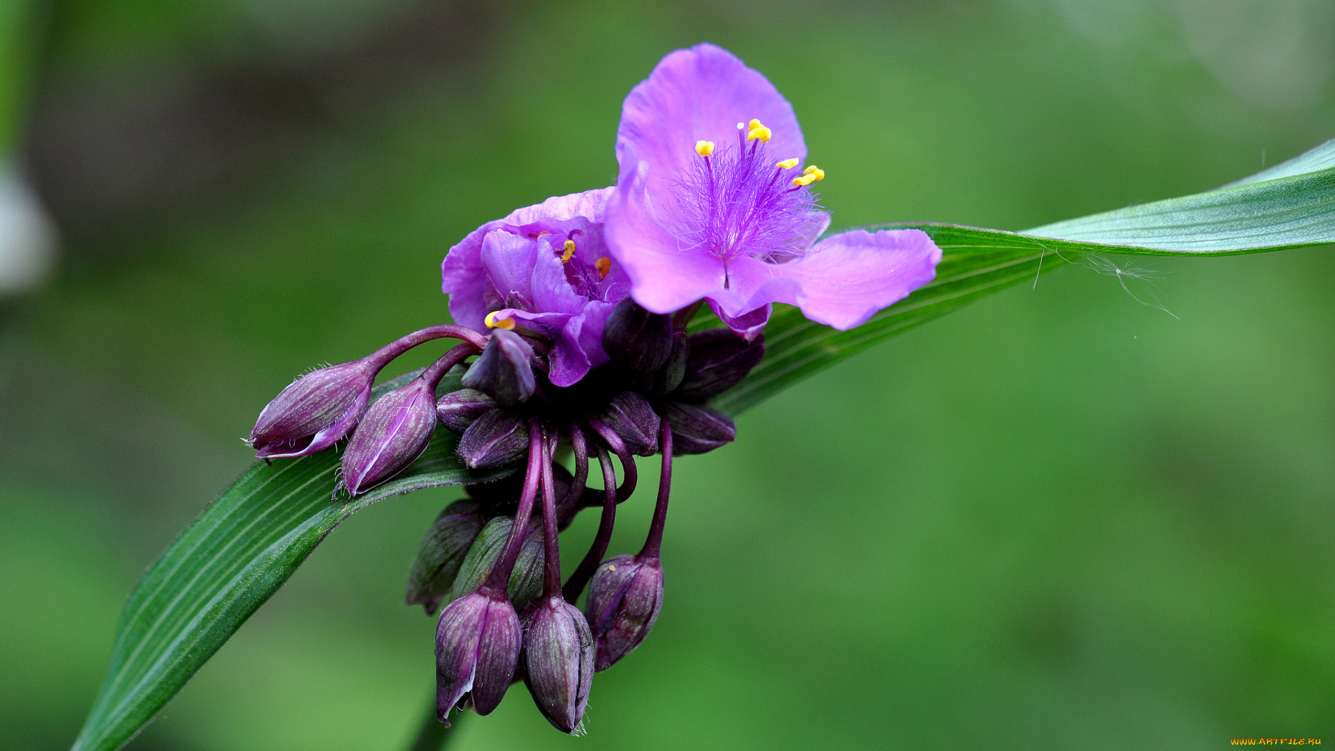 цветы, традесканции, фиолетовый
