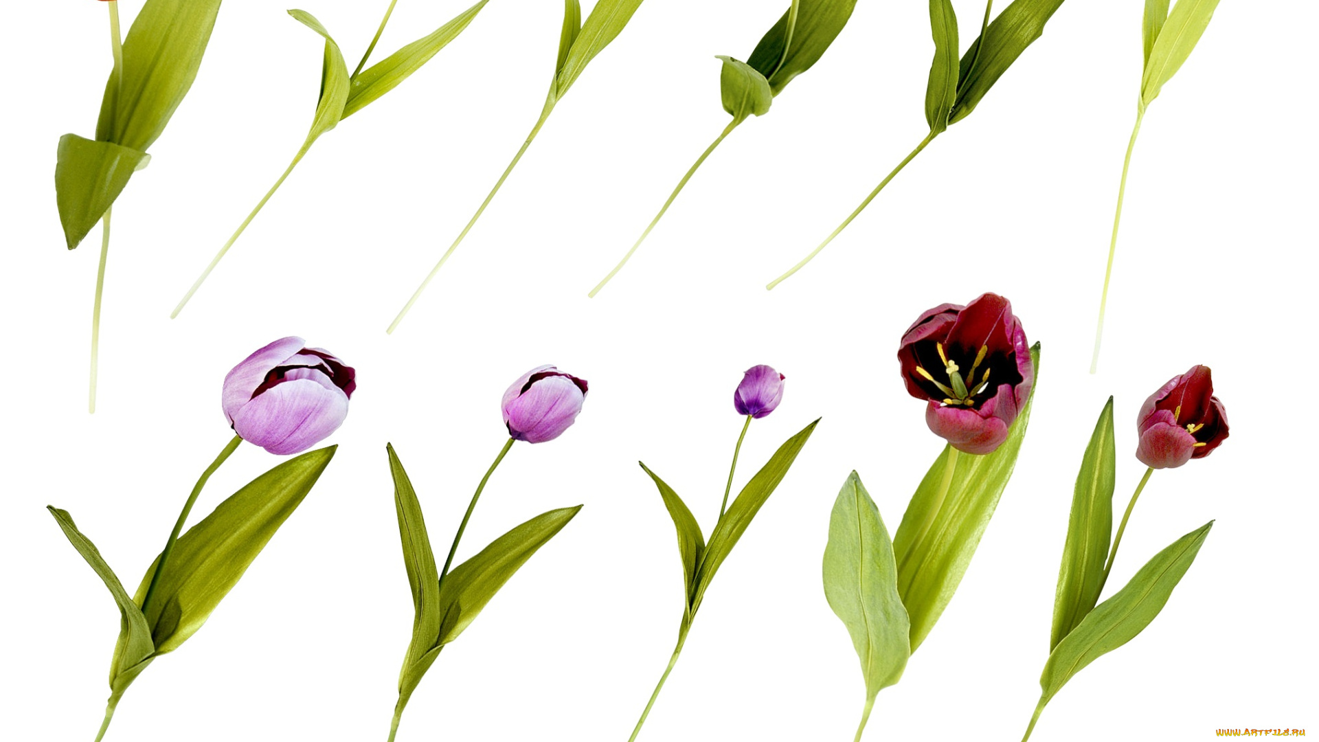 цветы, тюльпаны