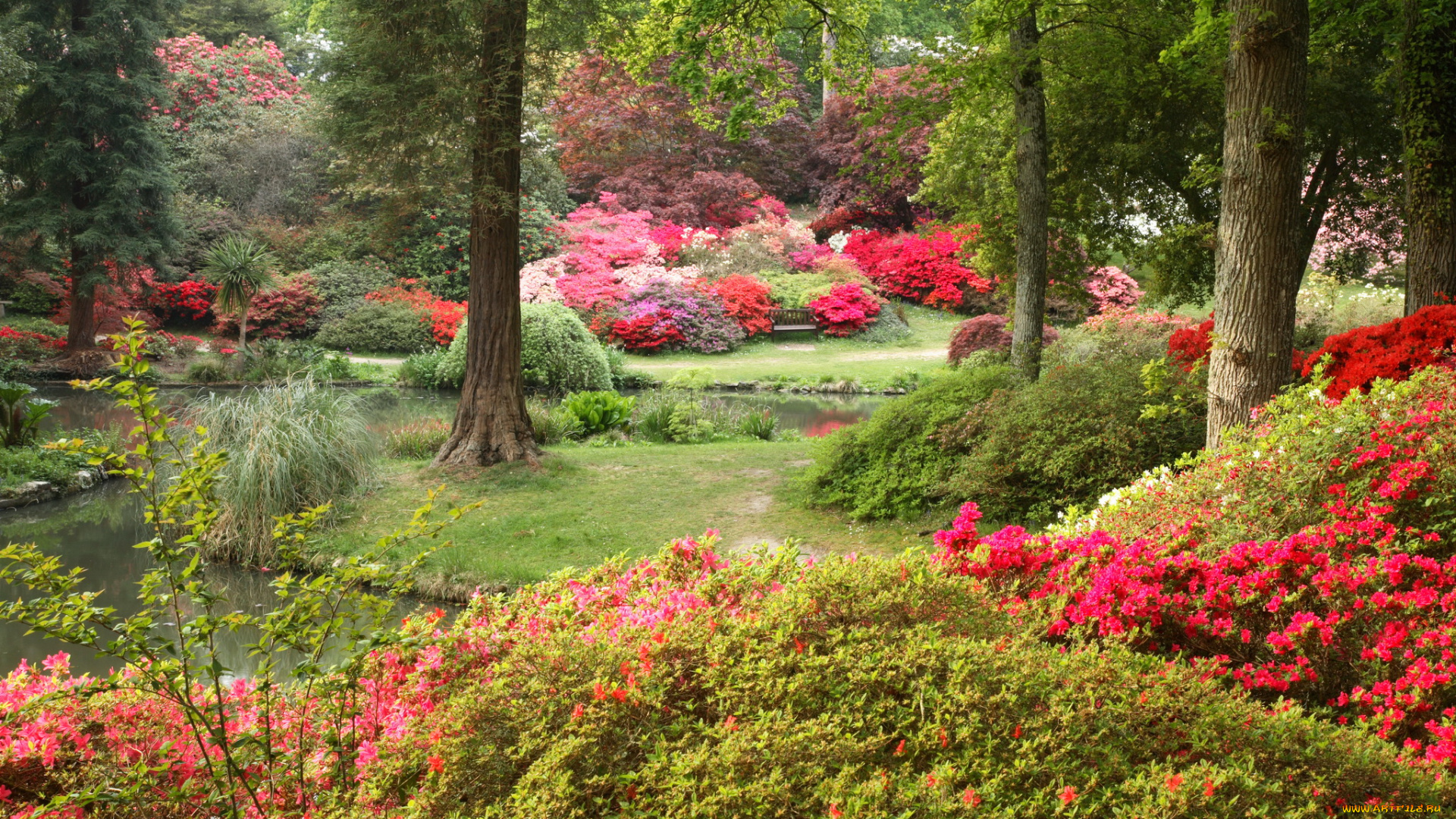exbury, gardens, англия, природа, парк, сад, родендромы, деревья, англия