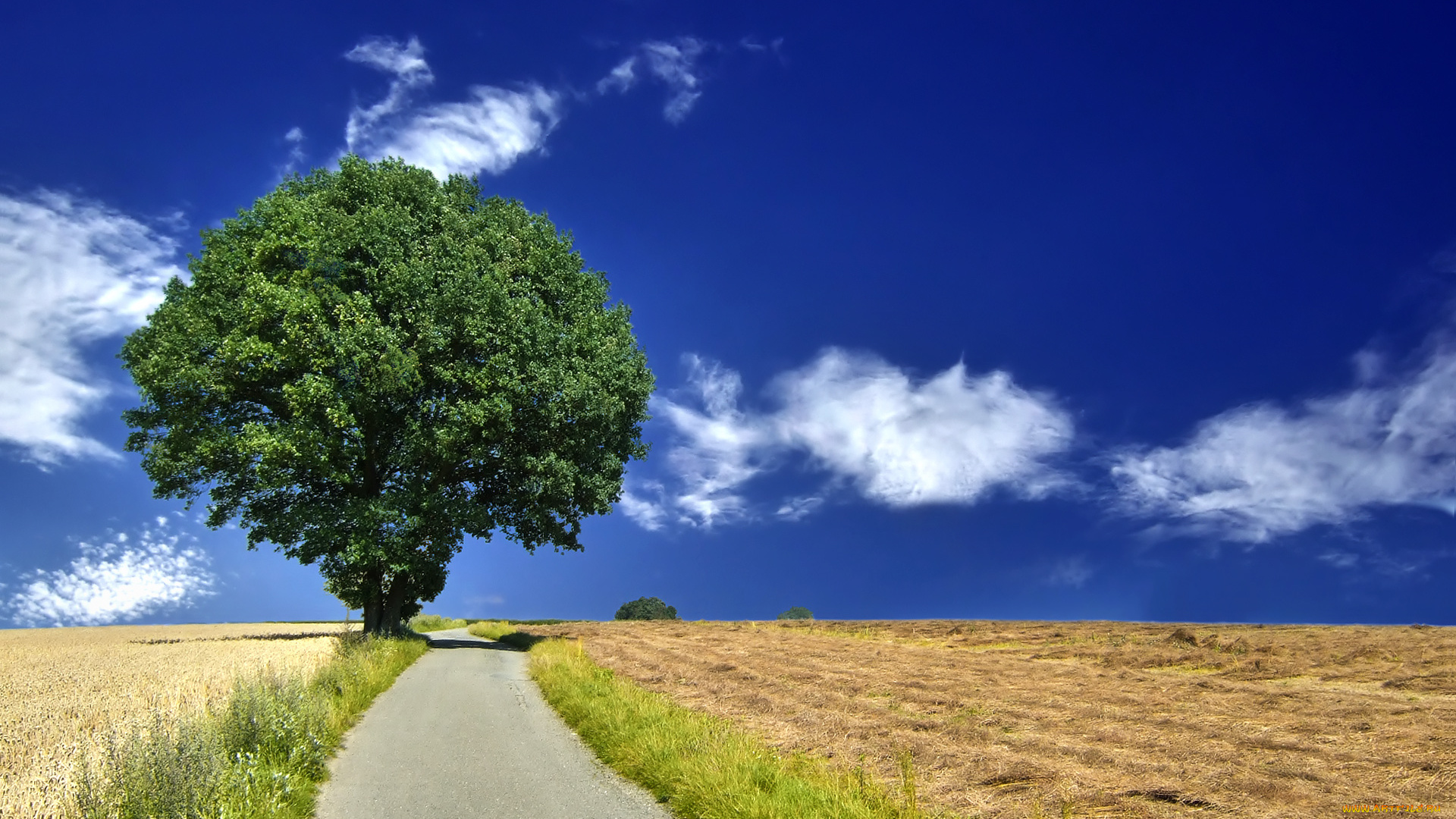 природа, дороги, облака, небо, дуб, дорога, поле, дерево