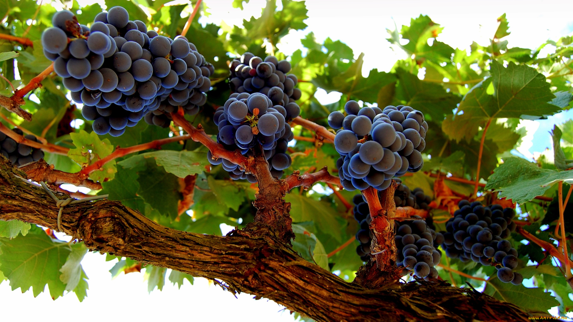 природа, Ягоды, , виноград, лоза
