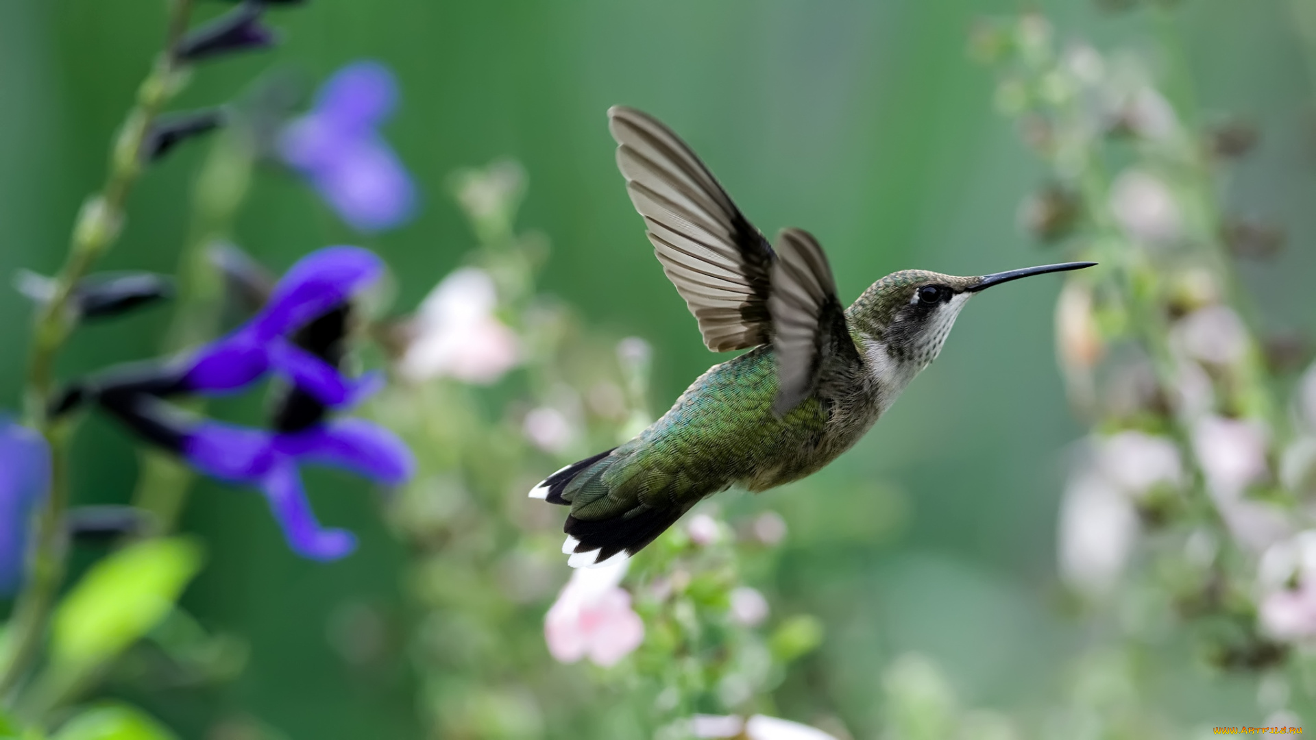 животные, колибри, полет