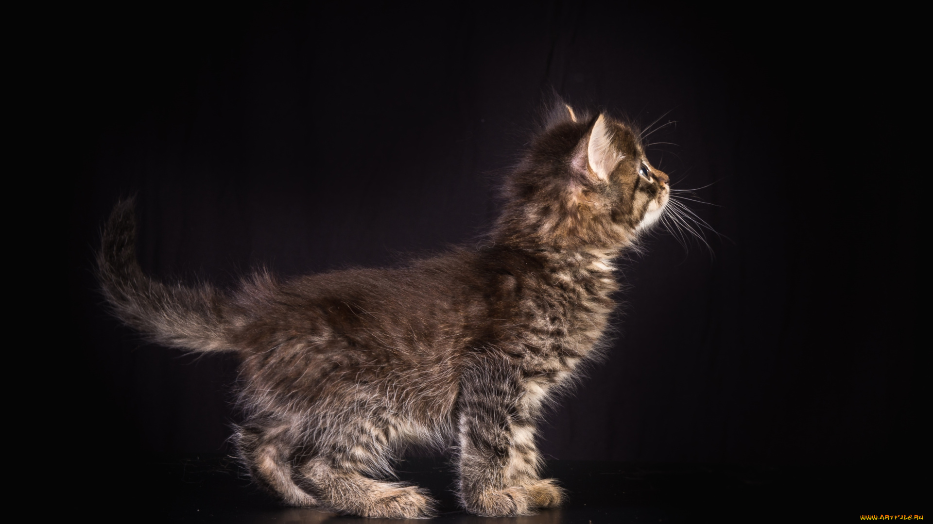 животные, коты, котейка