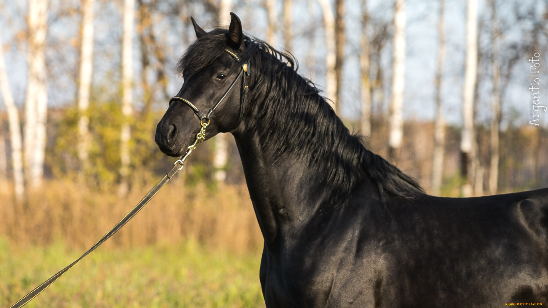 животные, лошади, вороной