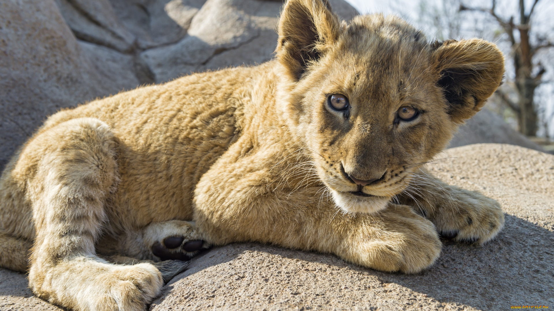 животные, львы, малыш