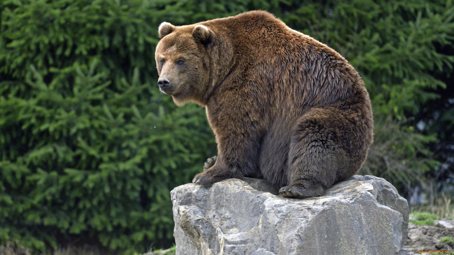 животные, медведи, бурый