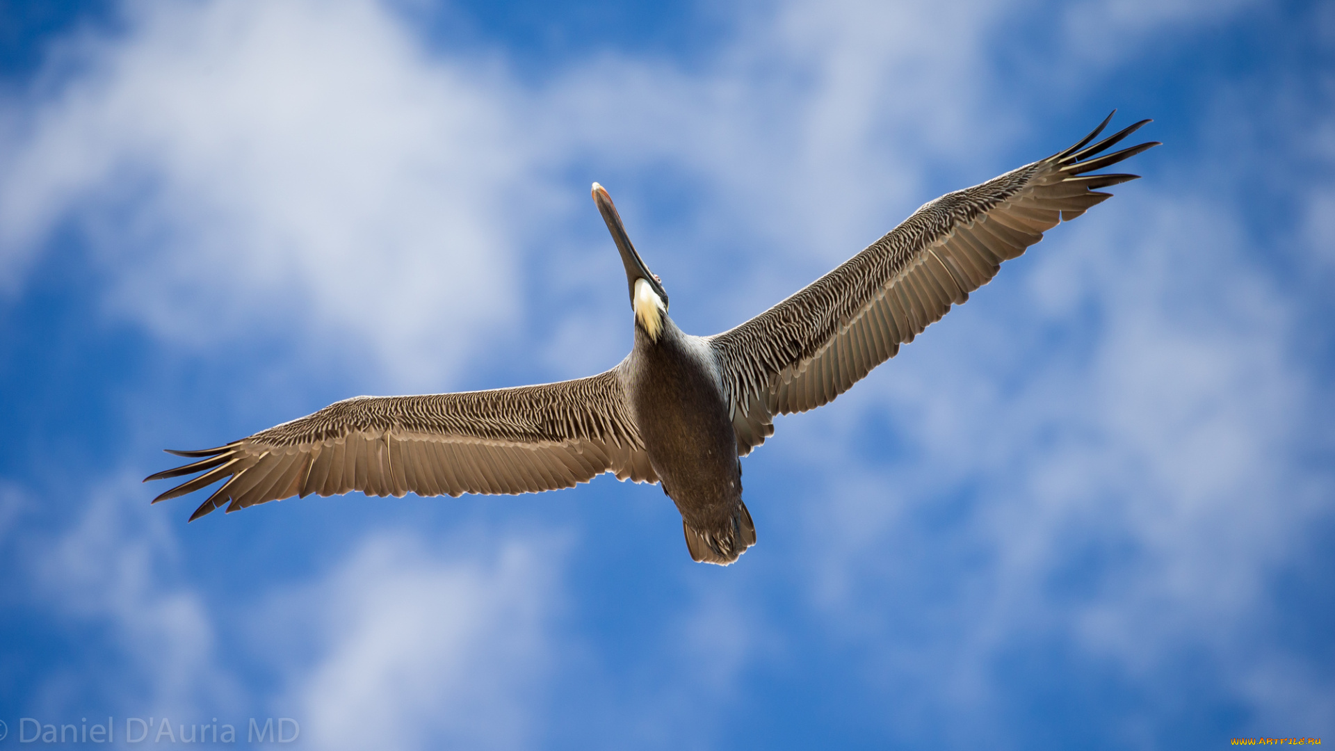 животные, пеликаны, полет