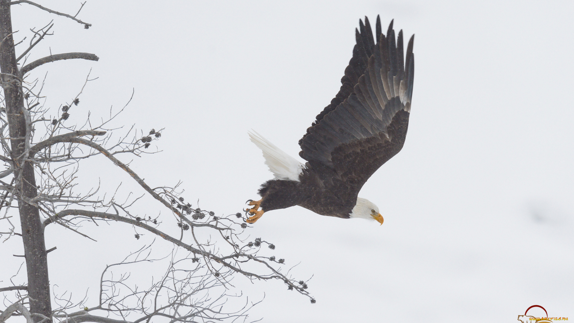 животные, птицы, -, хищники, полет