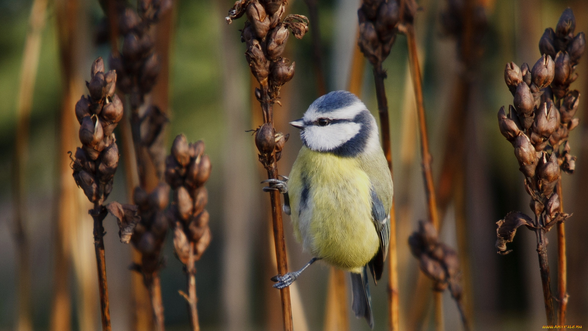 животные, синицы, , лазоревки, синица
