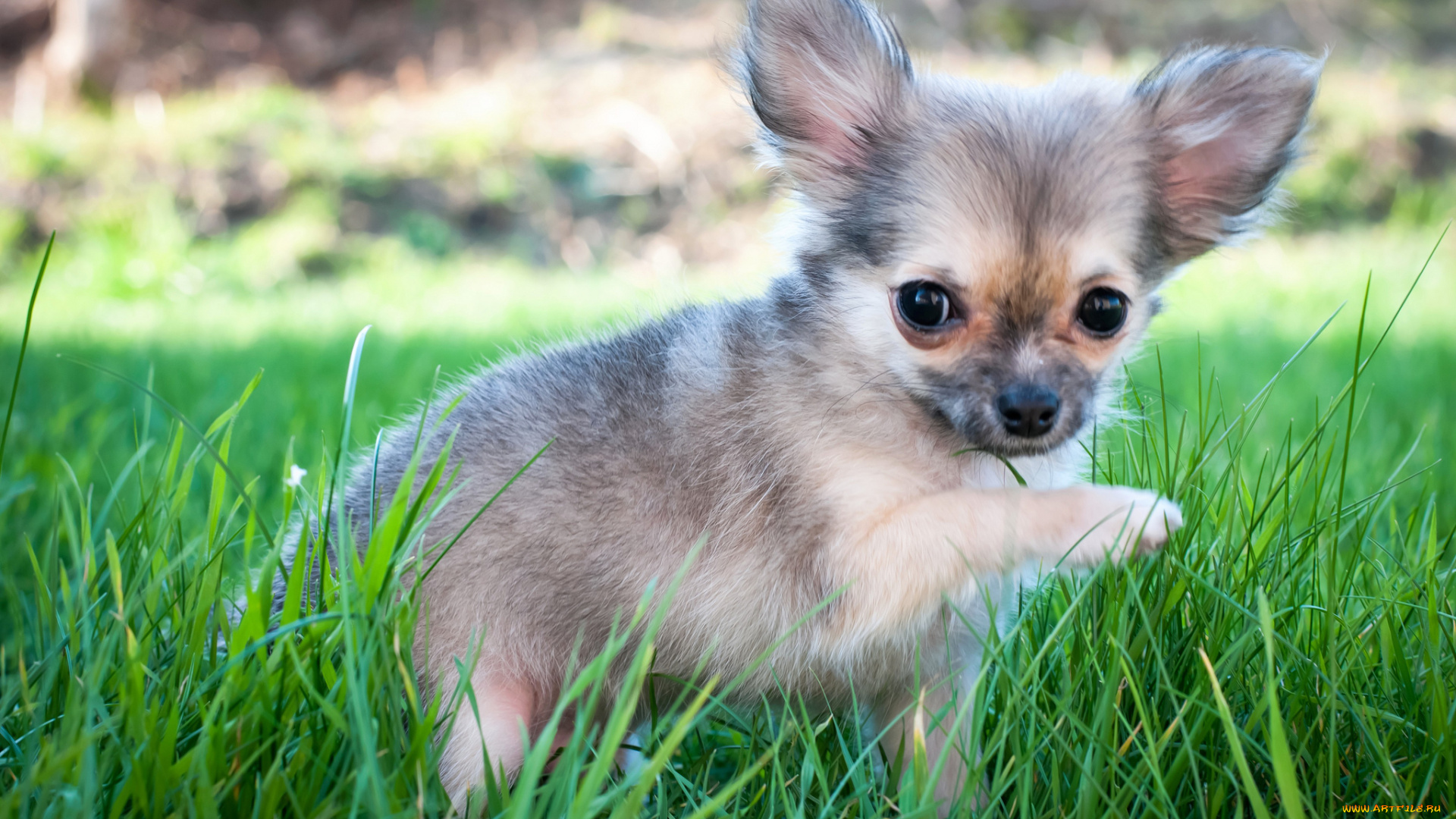 животные, собаки, щенок, трава, луг