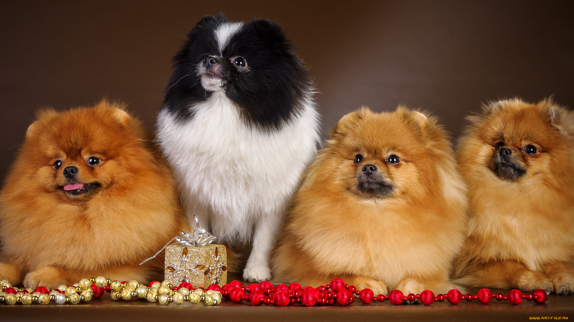 животные, собаки, шпицы, квартет