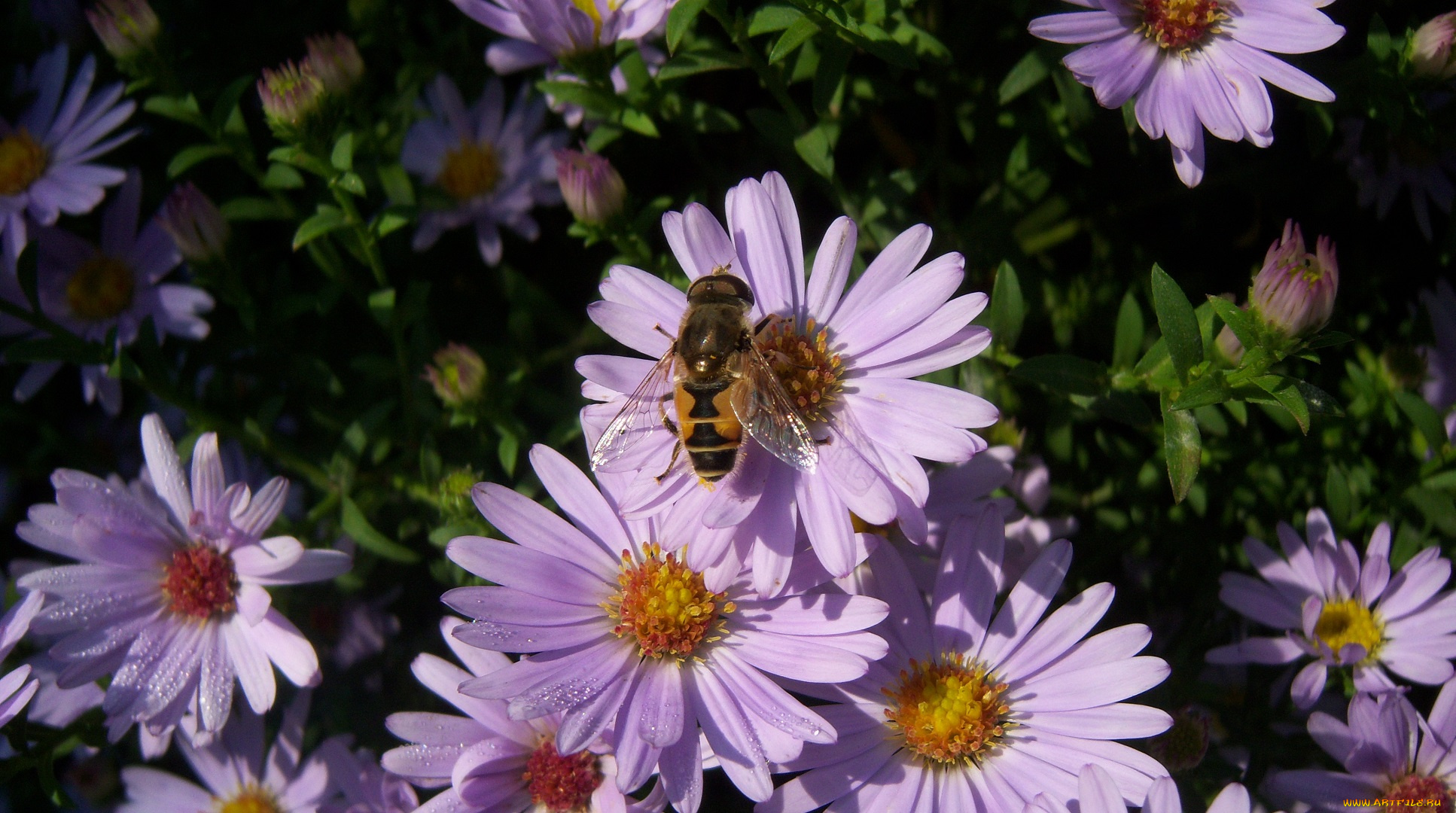 цветы, астры, сиреневые, насекомое, крылышки
