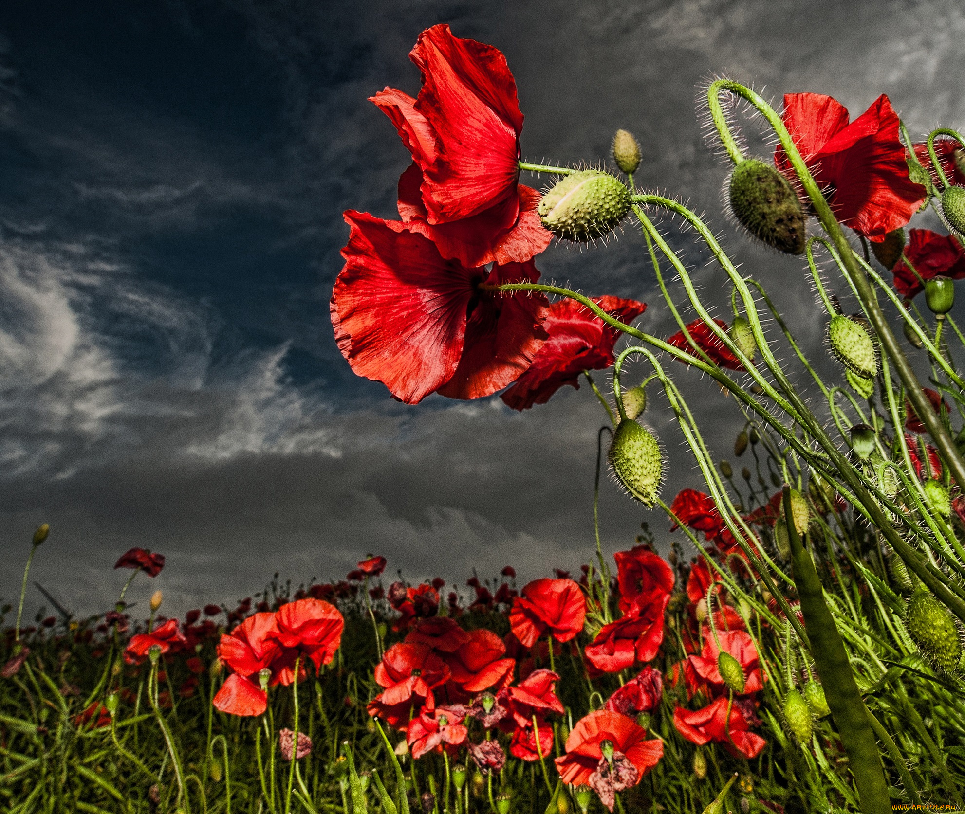 цветы, маки, поле, тучи