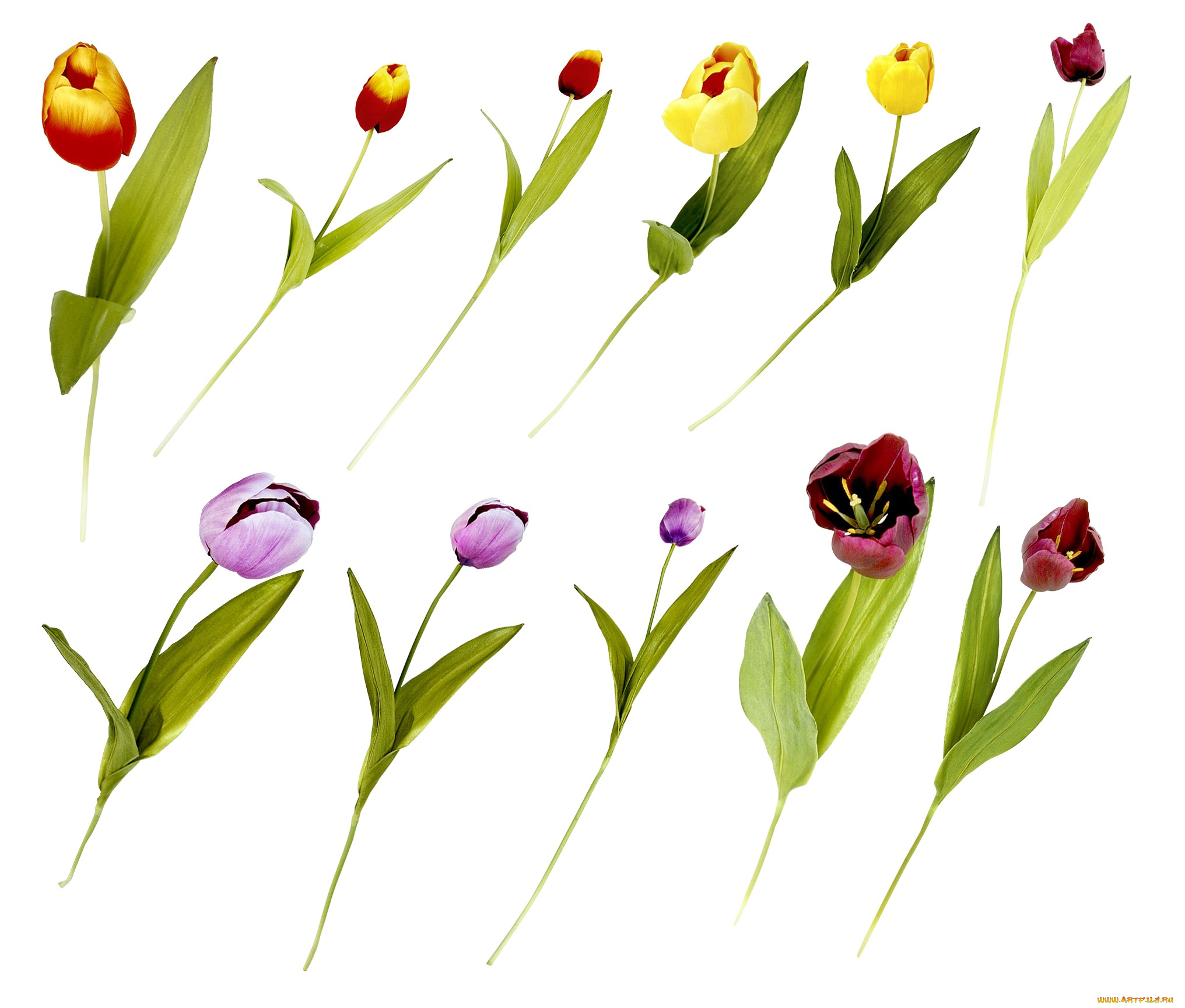 цветы, тюльпаны