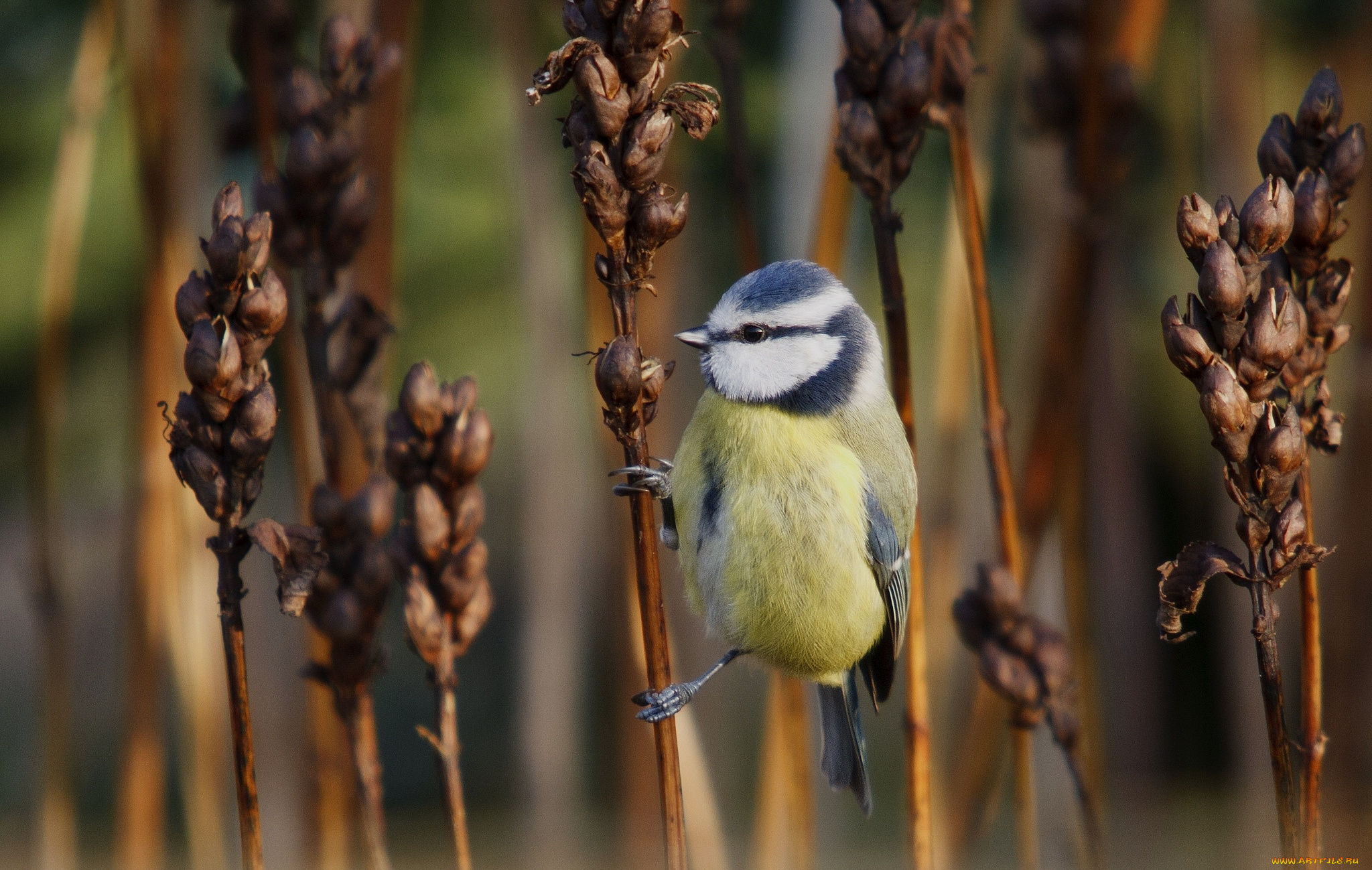 животные, синицы, , лазоревки, синица