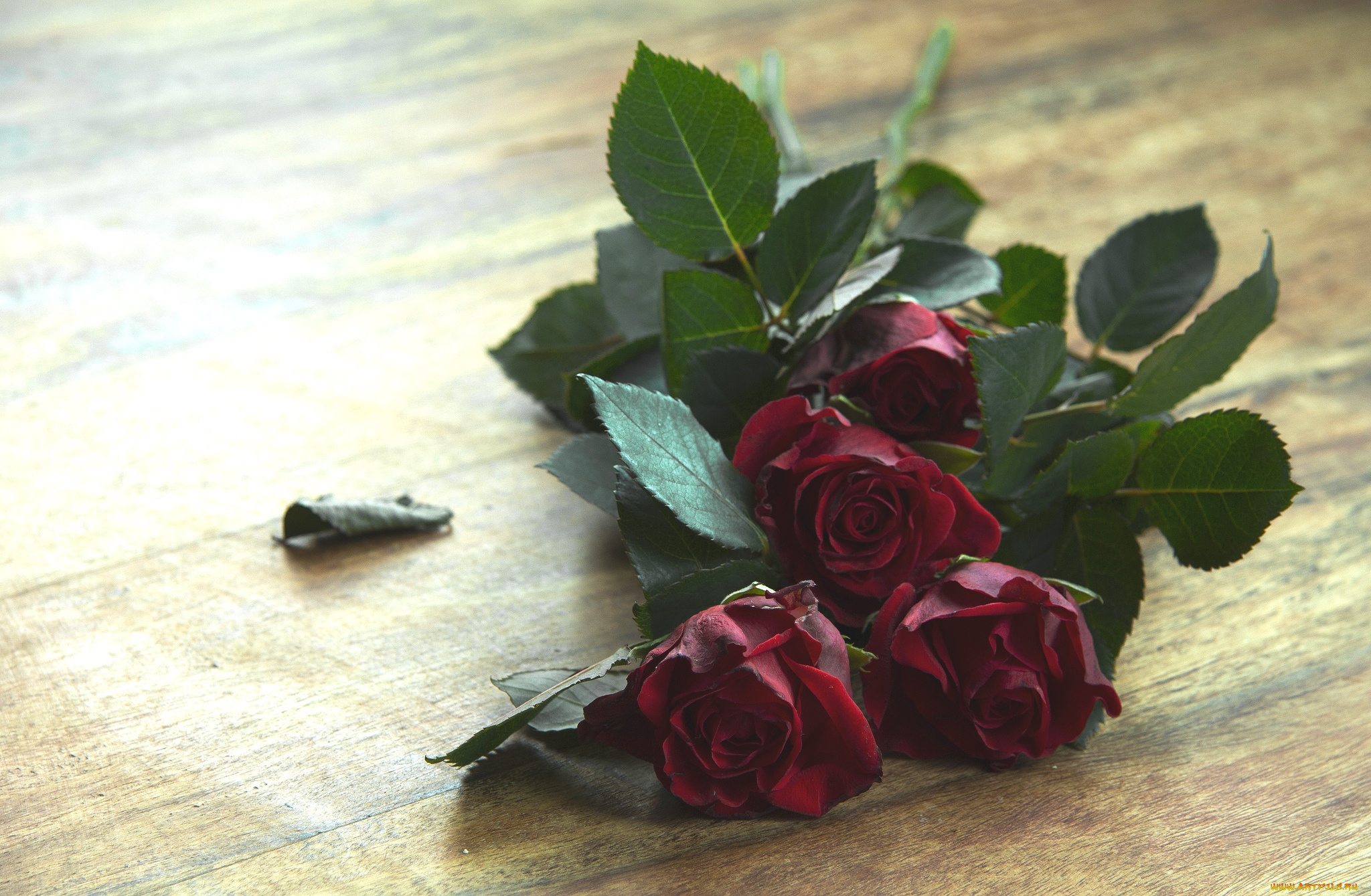 цветы, розы, бутоны