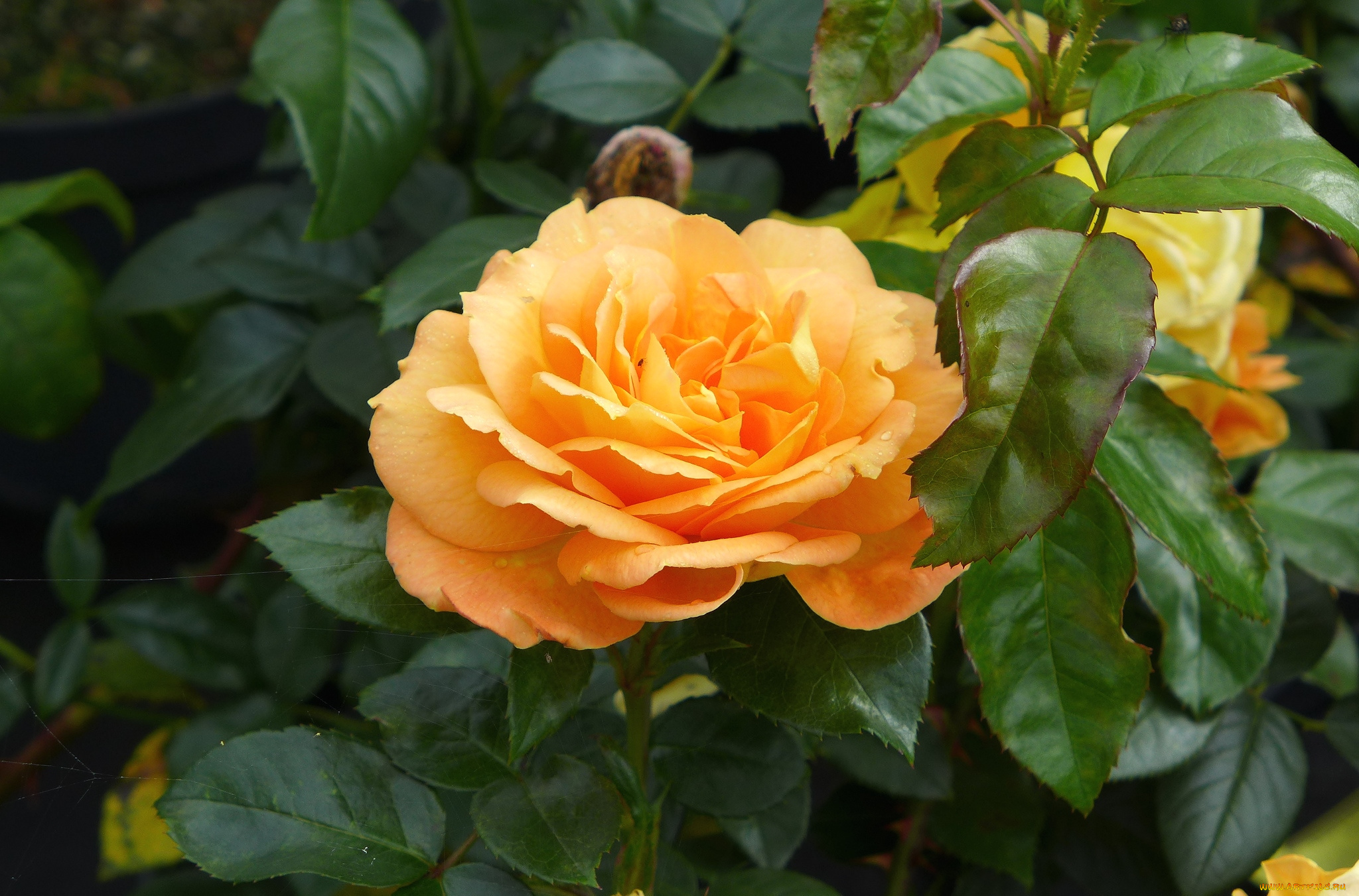 цветы, розы, желтый