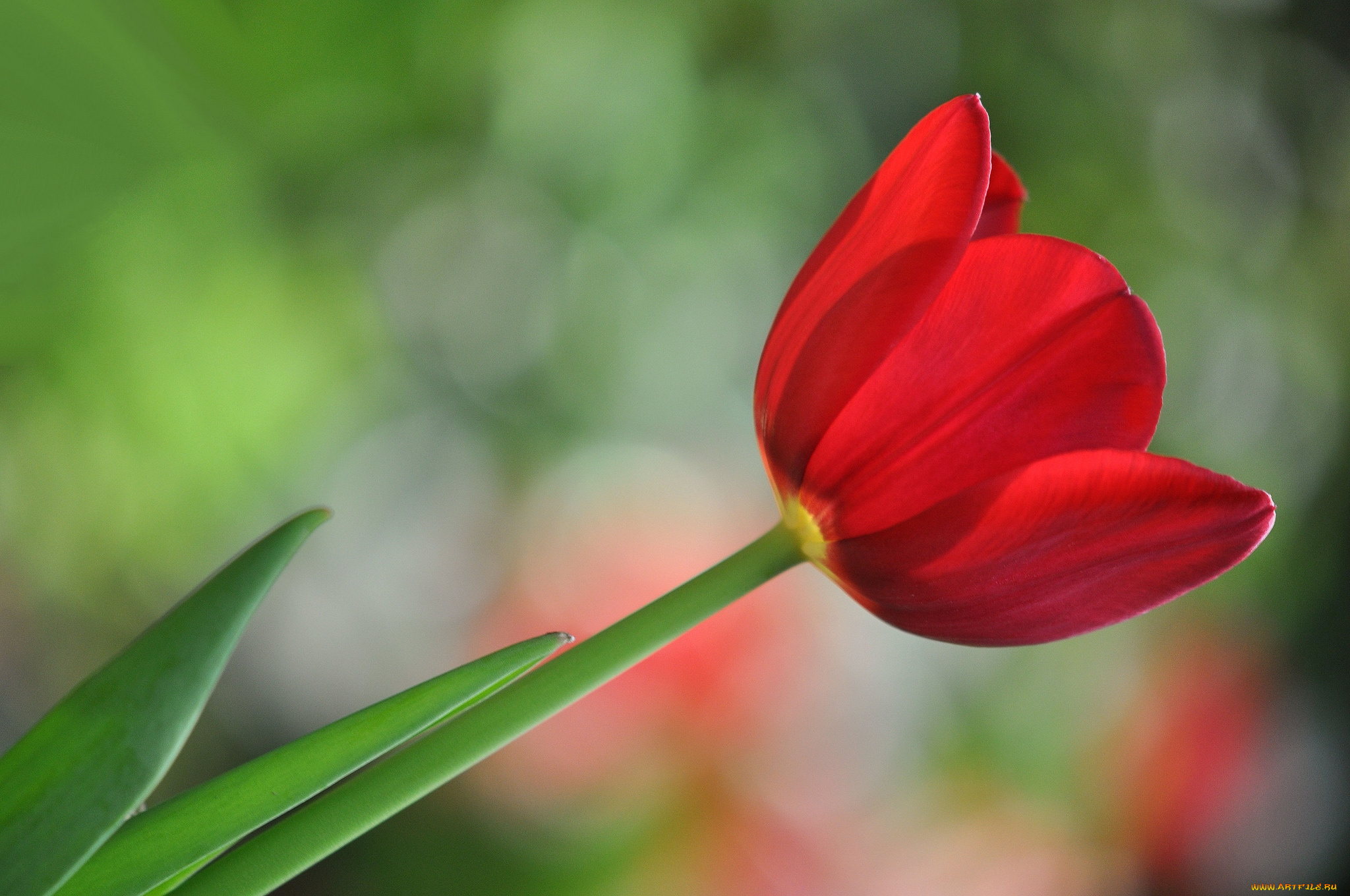 цветы, тюльпаны, красный