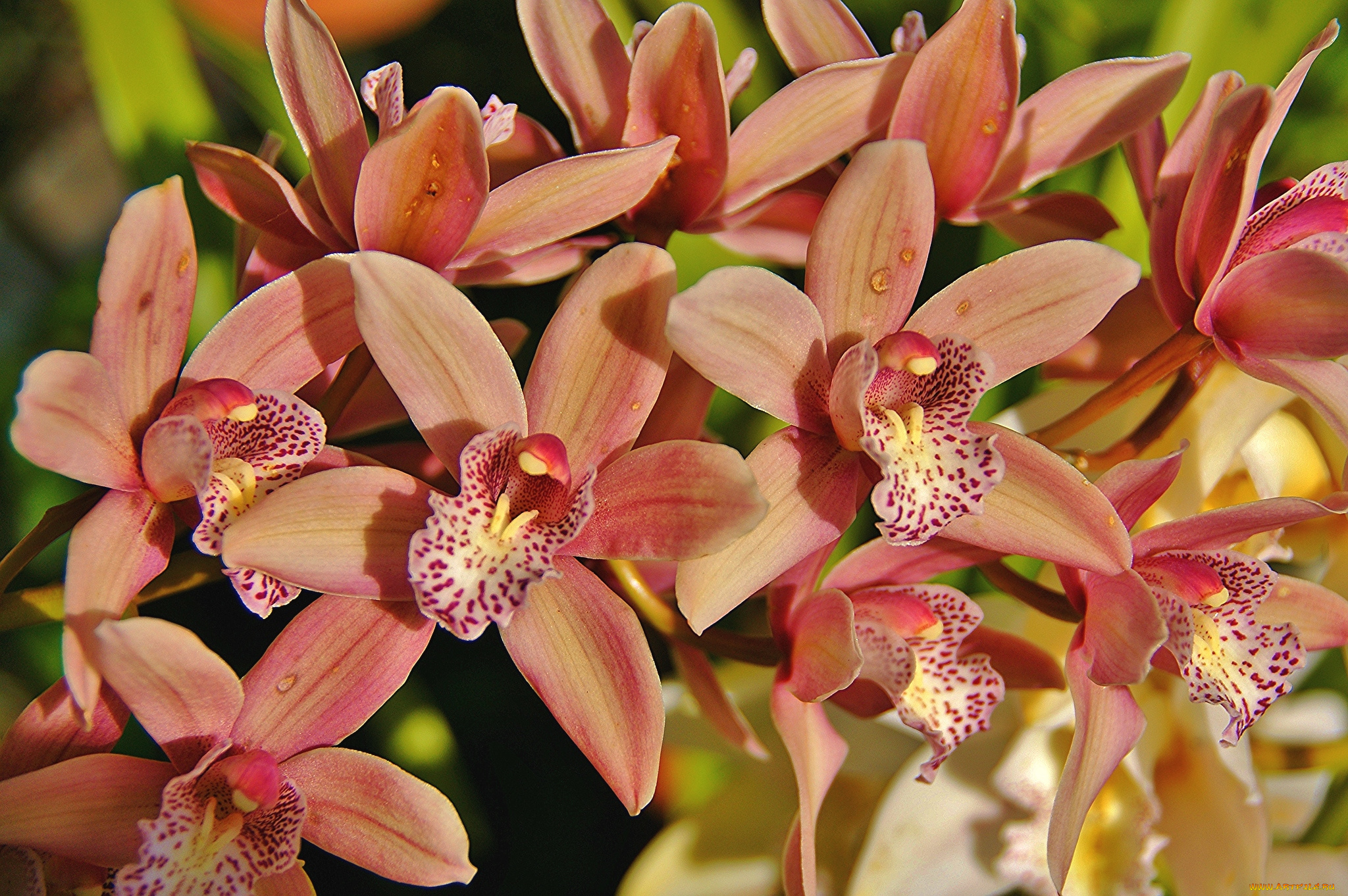 цветы, орхидеи, экзотика