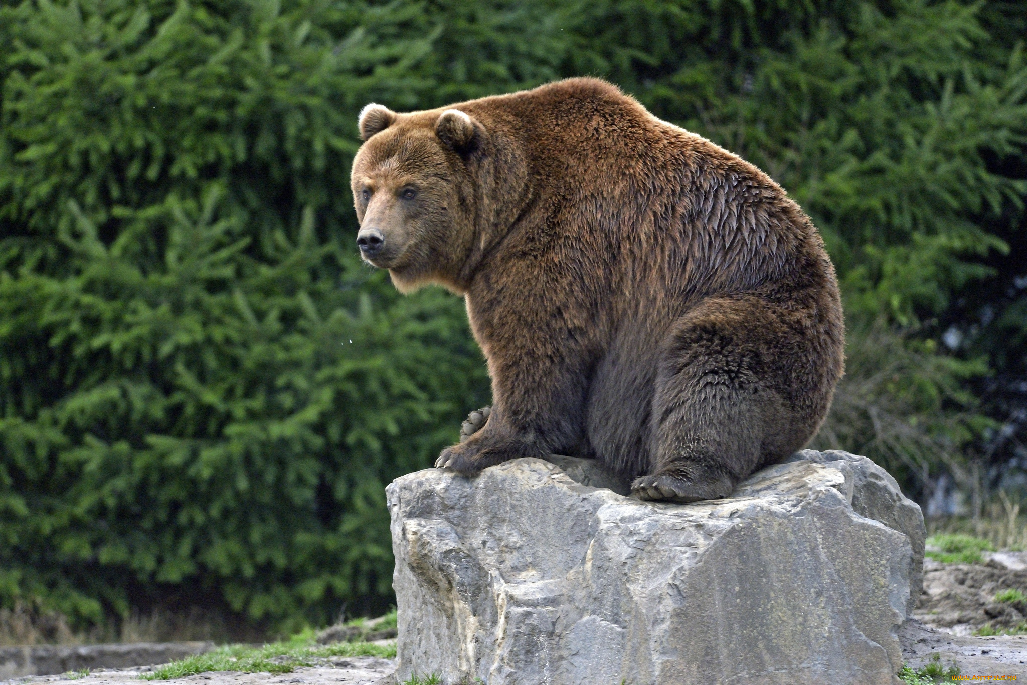 животные, медведи, бурый