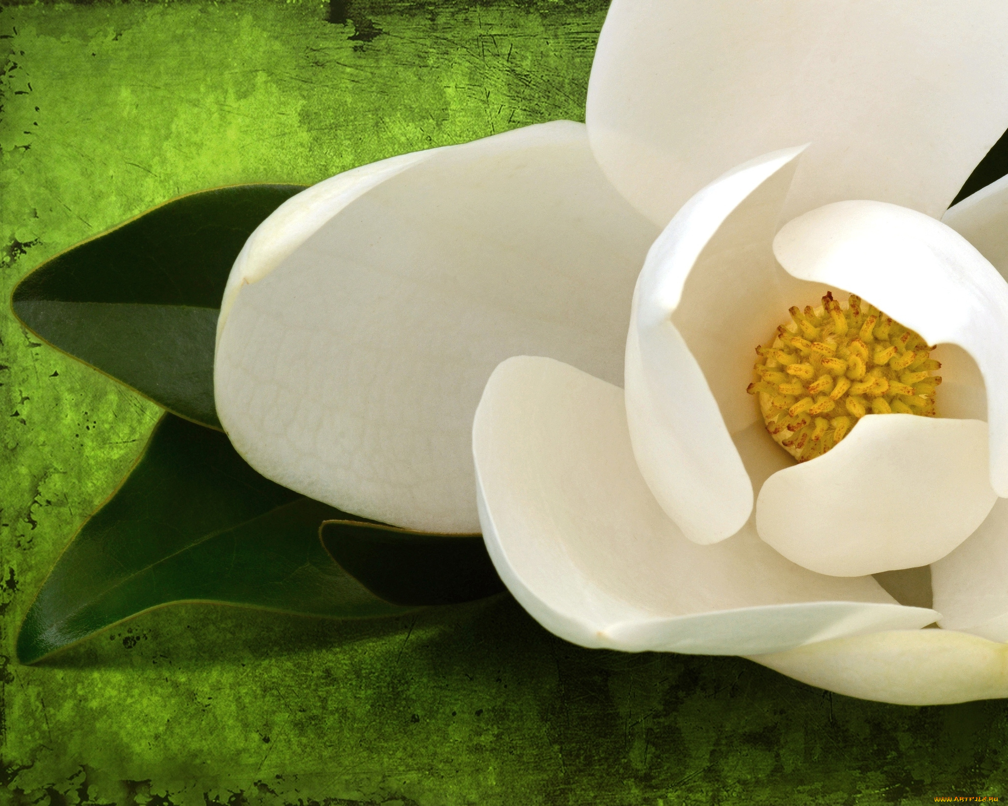 цветы, магнолии, макро