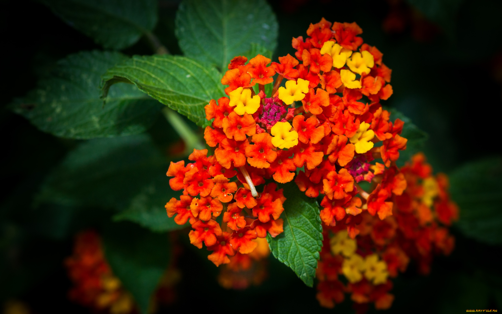 цветы, лантана, , вербена