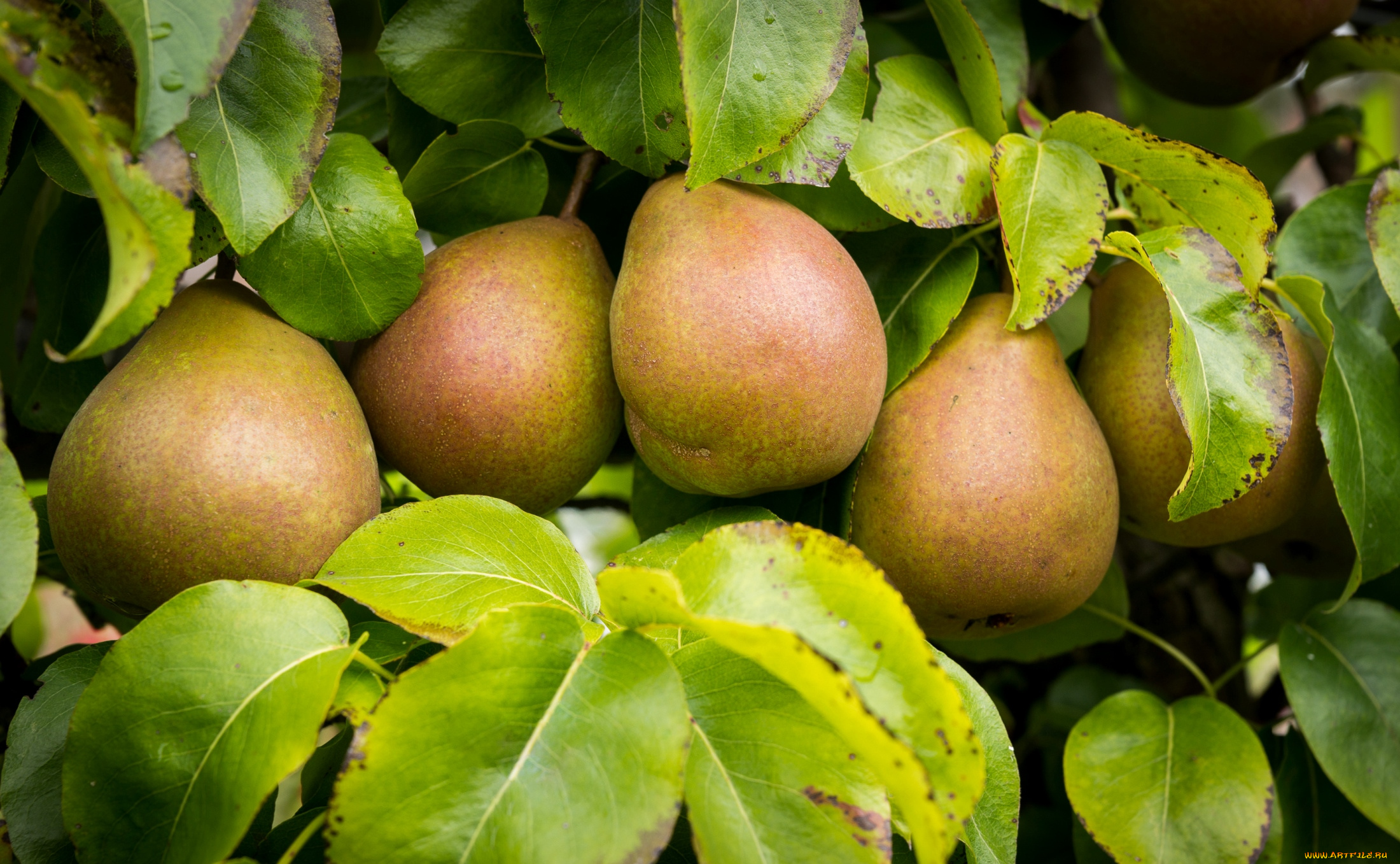 природа, плоды, груши