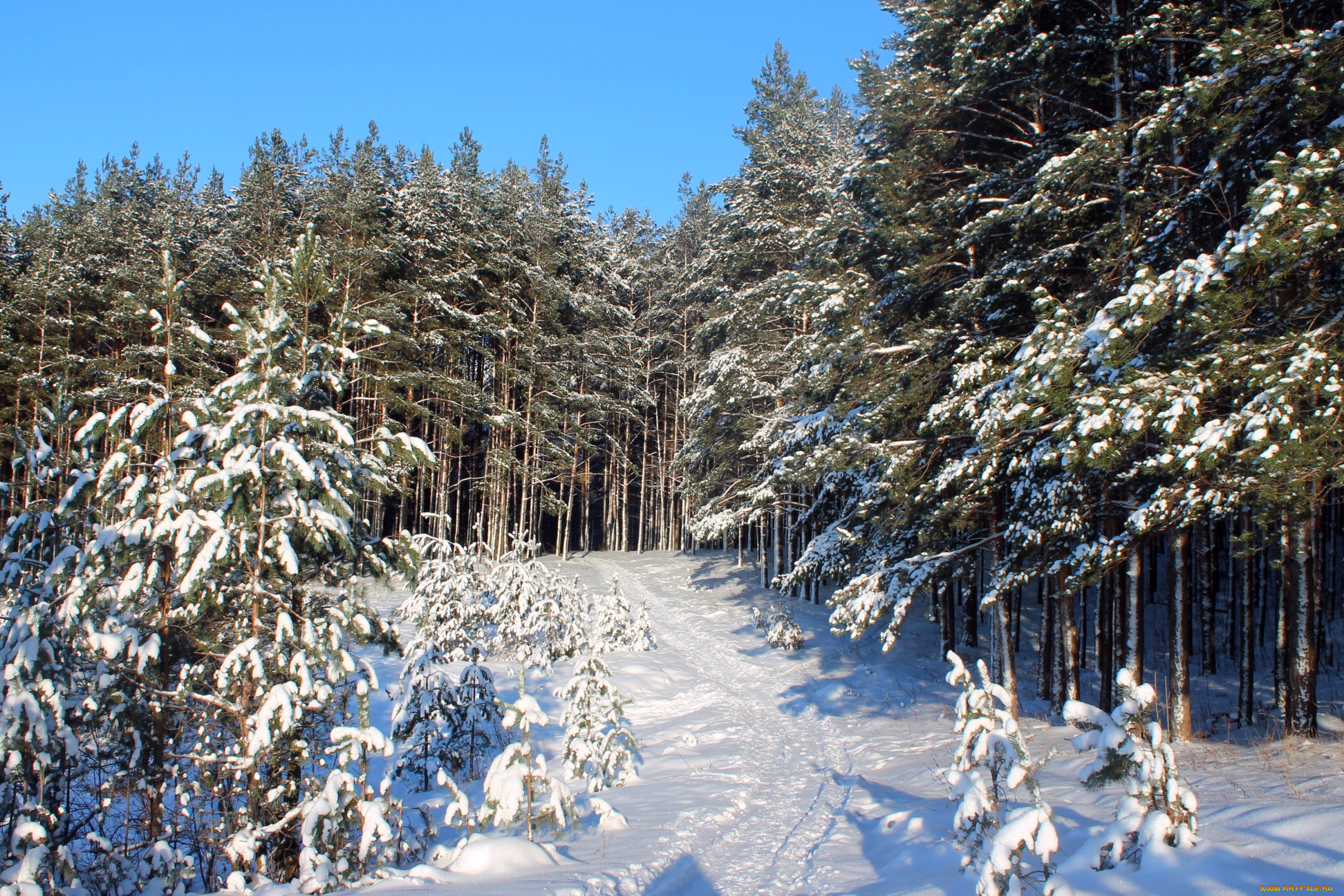 природа, зима, снег, лес