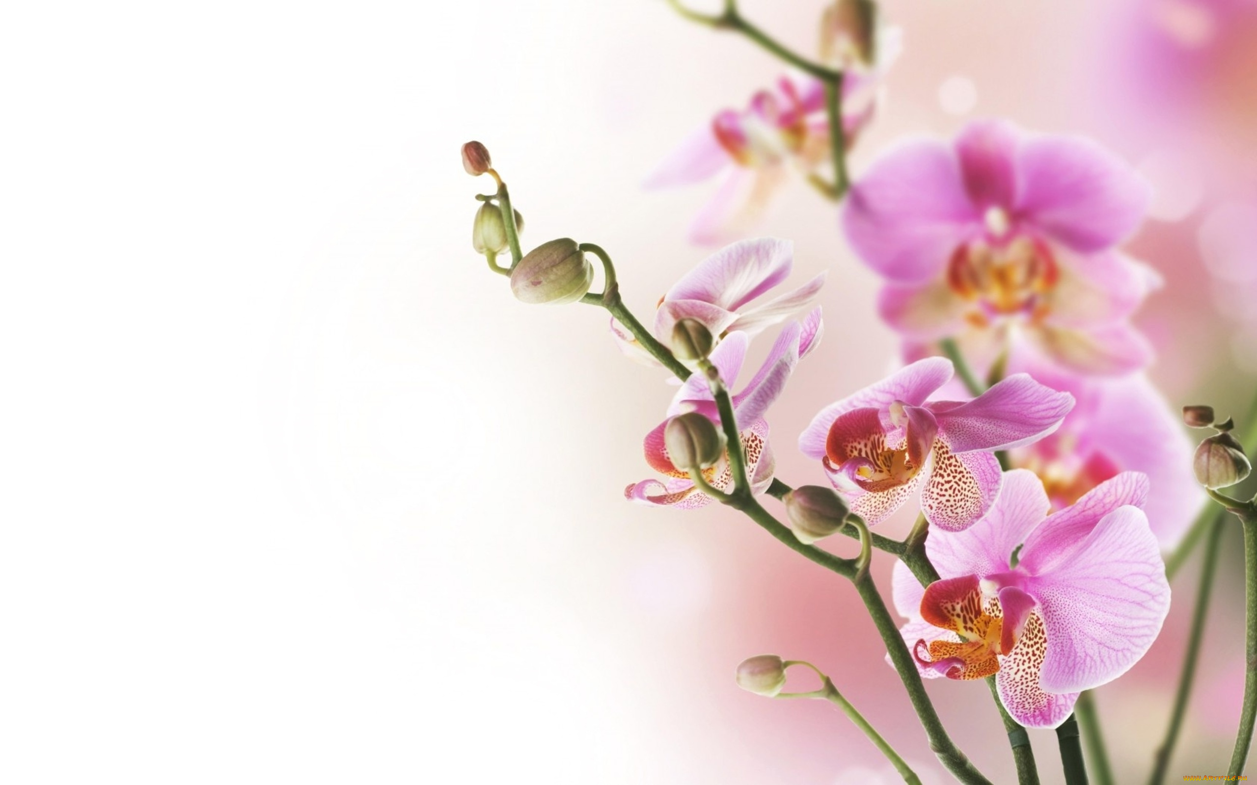 цветы, орхидеи, розовый