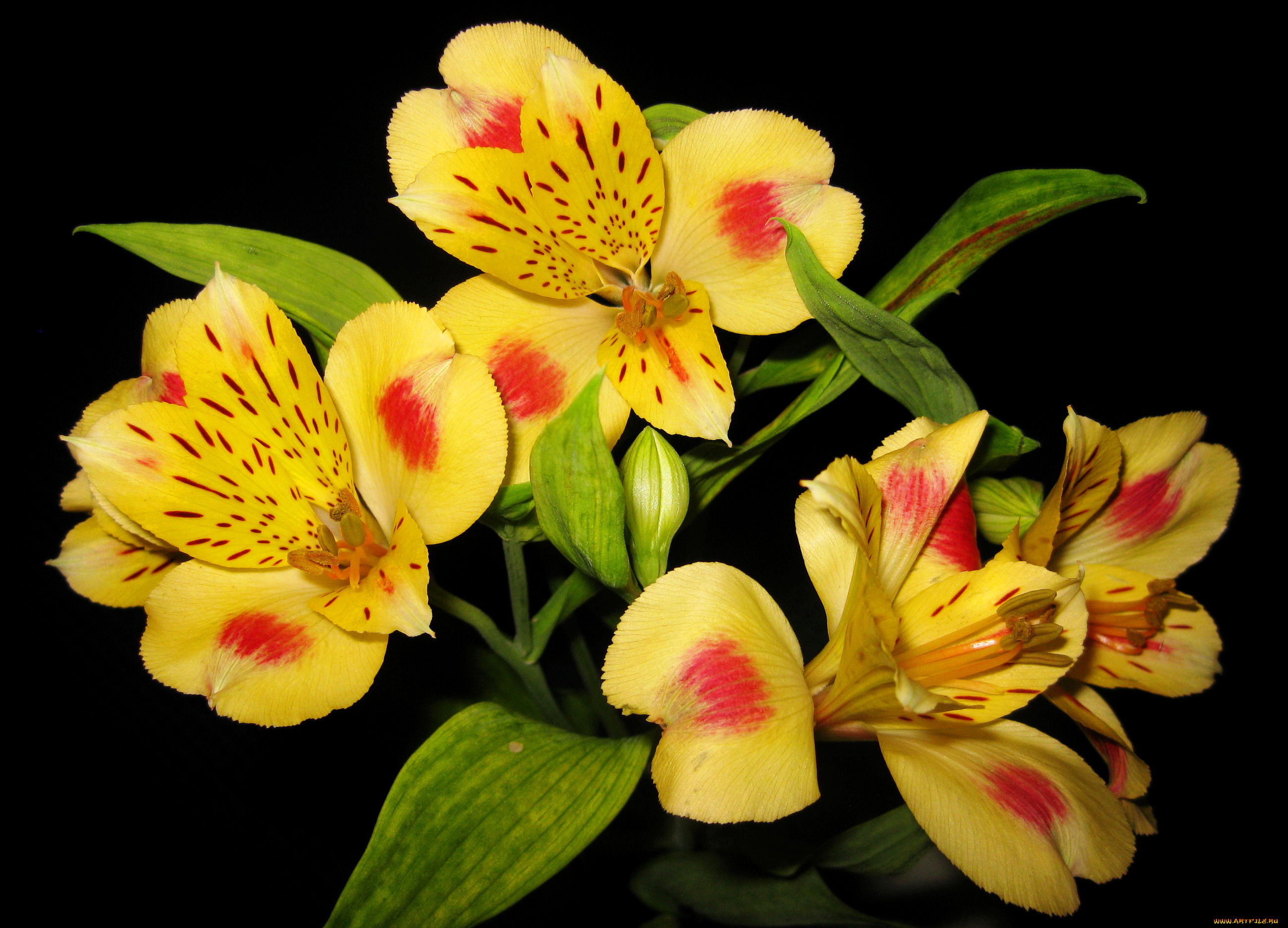 цветы, альстромерия, желтая, alstroemeria