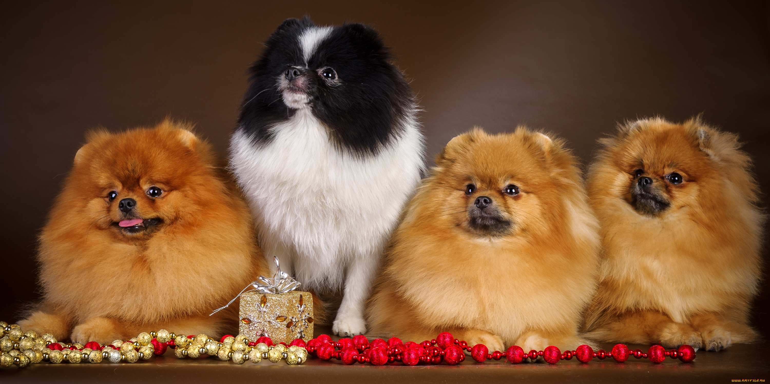 животные, собаки, шпицы, квартет