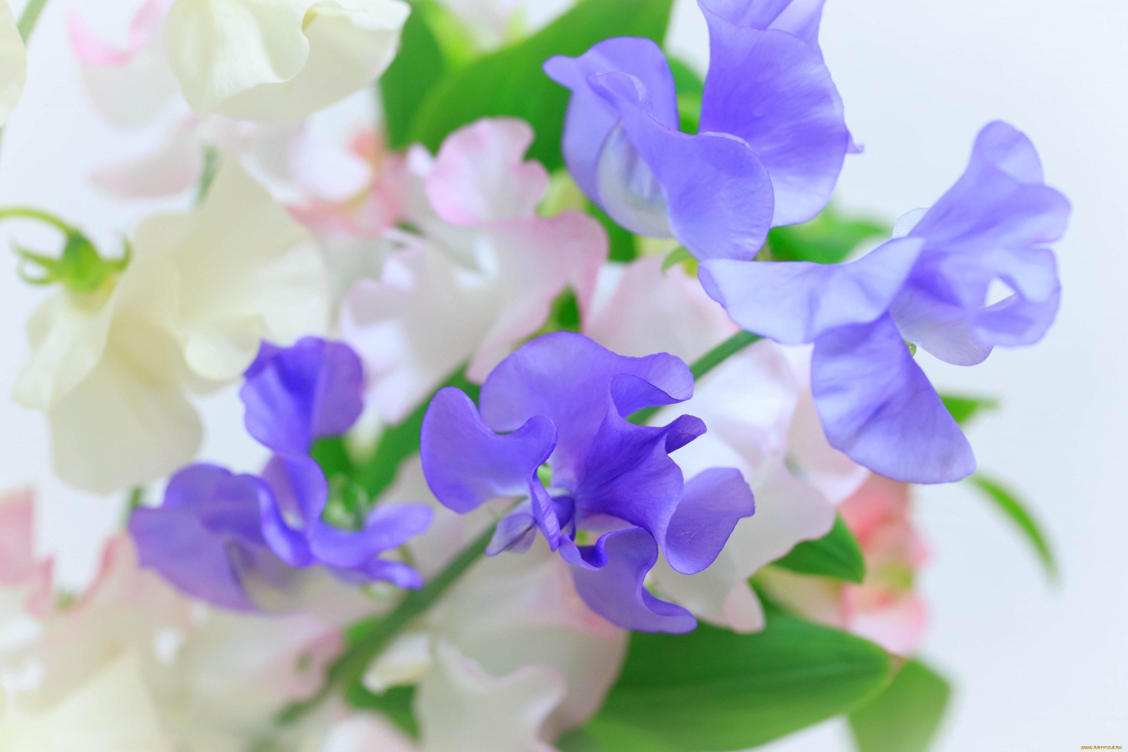 цветы, душистый, горошек, макро, нежность