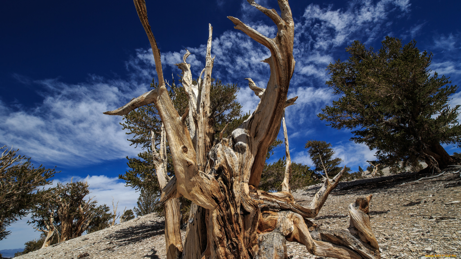 природа, деревья, коряга, склон