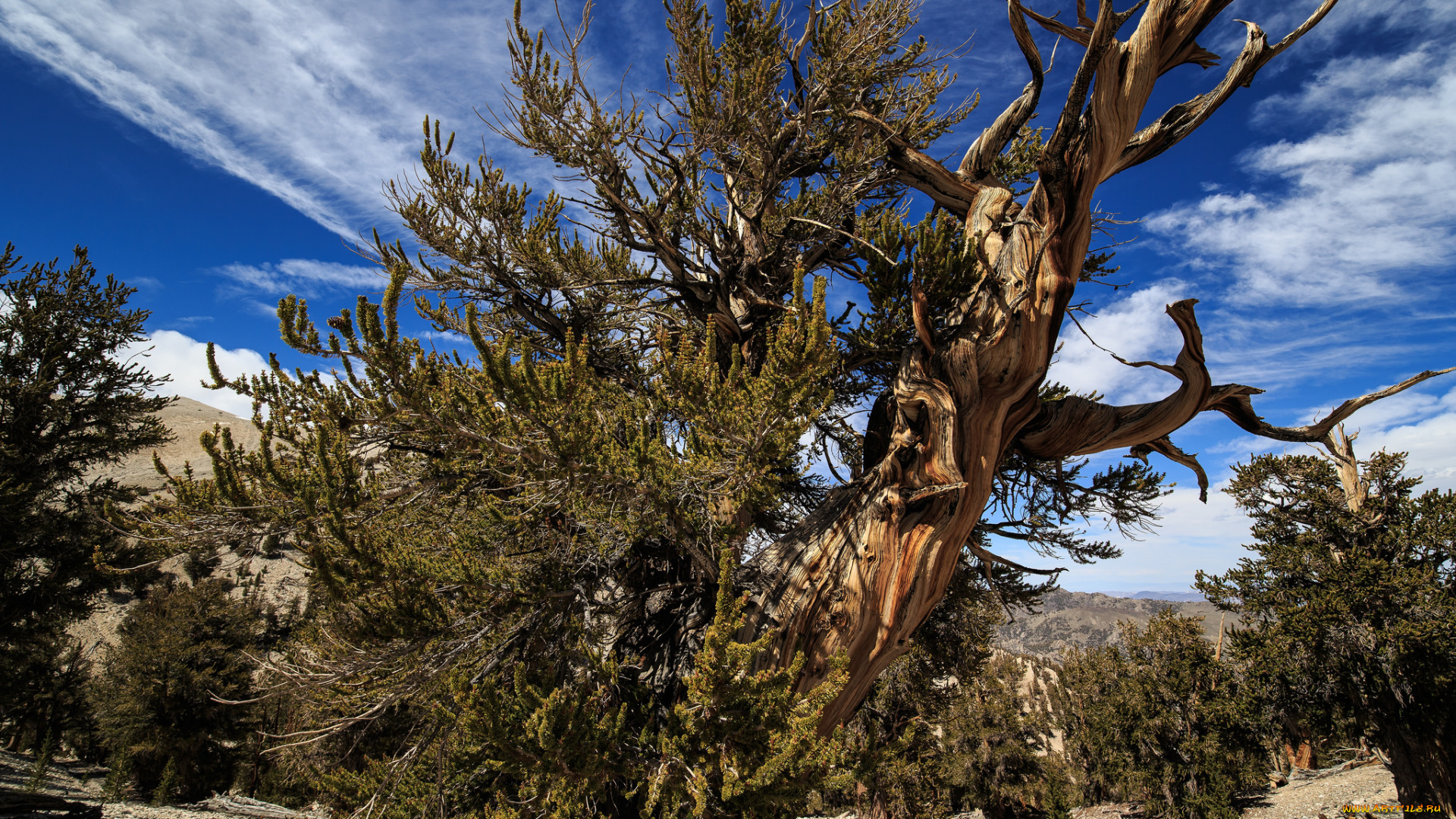 природа, деревья, облака, дерево