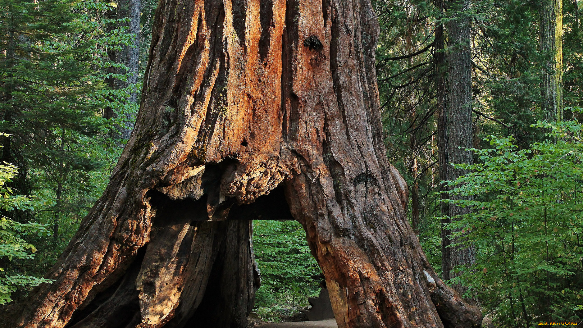 природа, деревья, секвойя, дупло, дорога