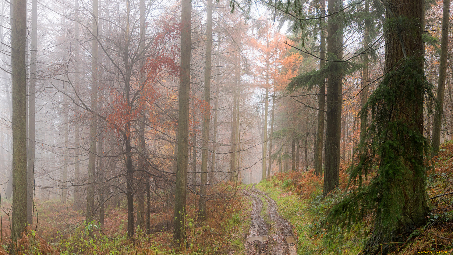 природа, дороги, сырость, дорога, лужи, туман, лес, осень