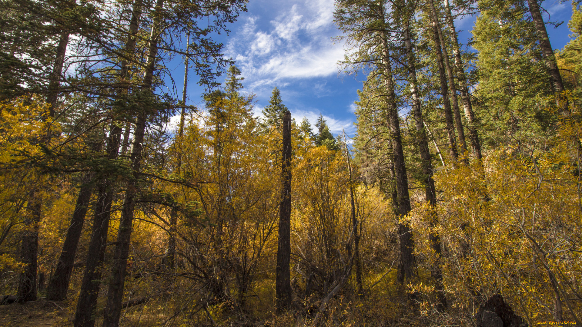 природа, лес, осень