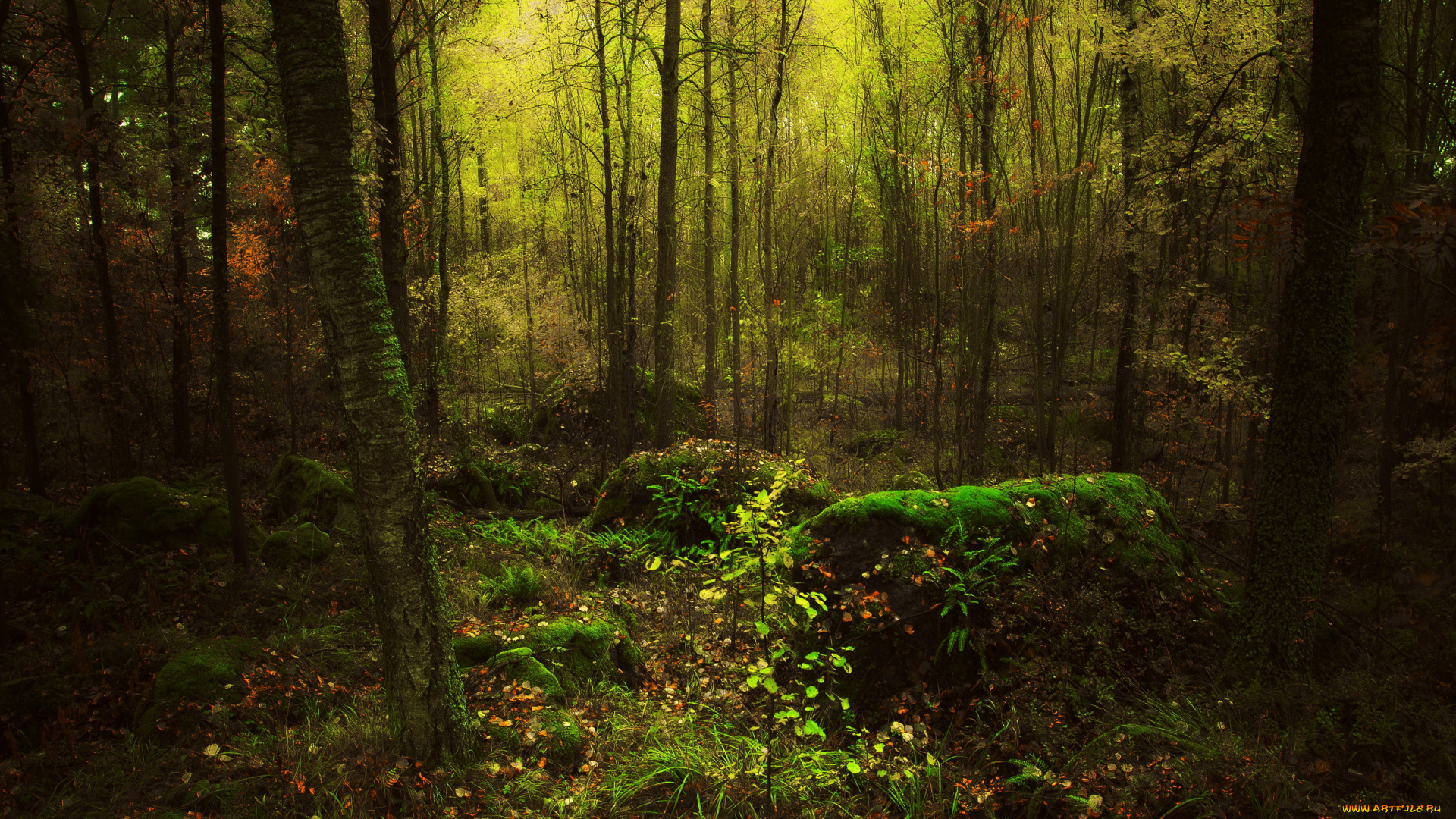 природа, лес, осень, листья, мох, чащоба
