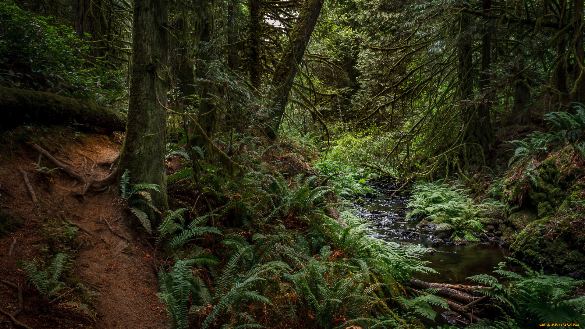 природа, лес, заросли, ручей