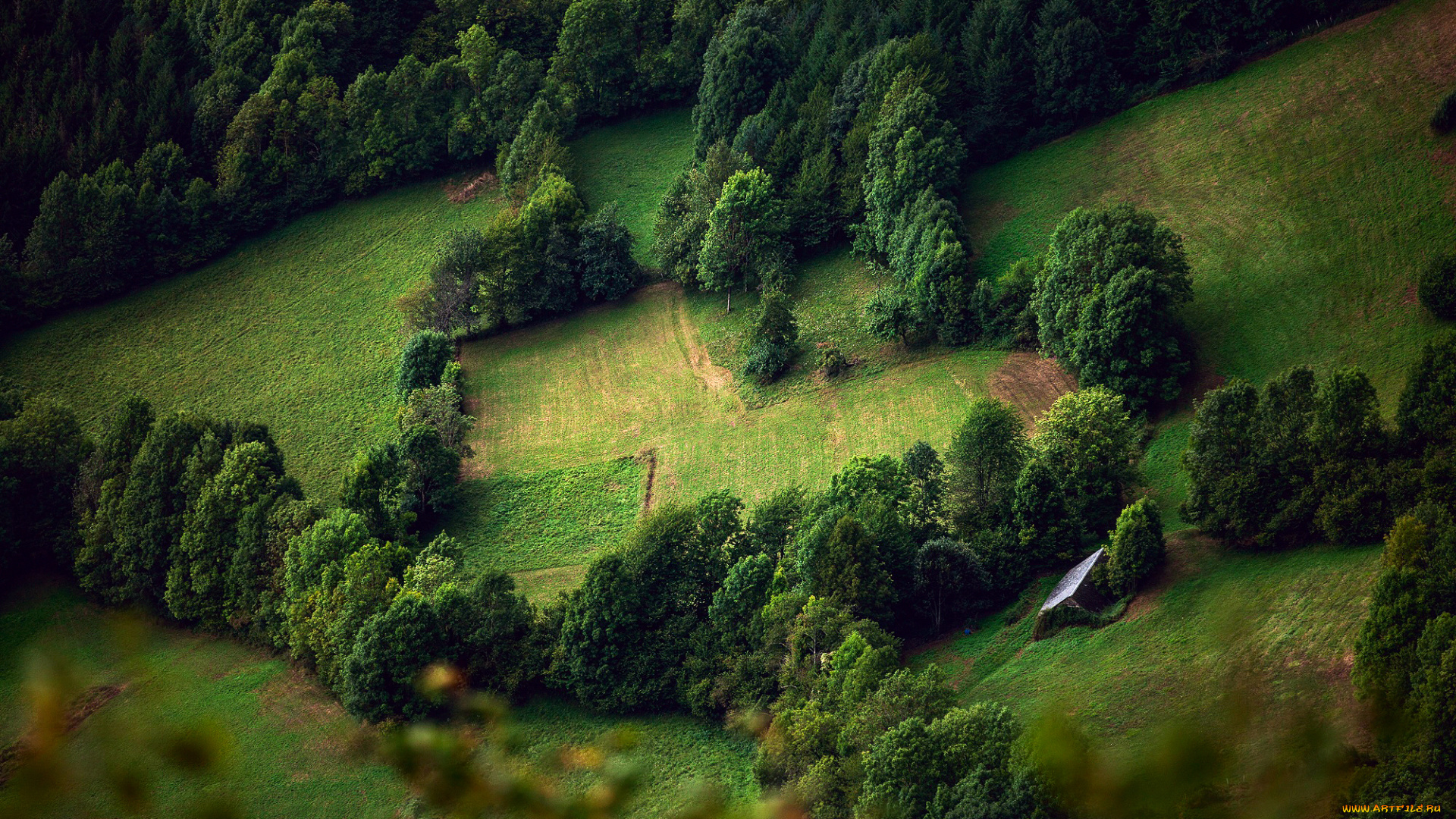 природа, поля, деревья, склоны, лето
