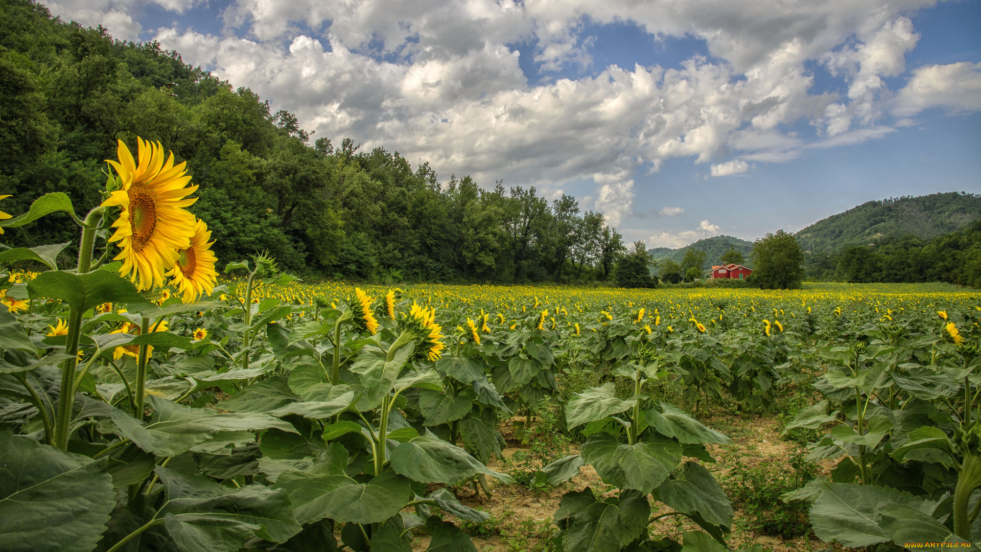 природа, поля, подсолнухи, холмы, лес, поле