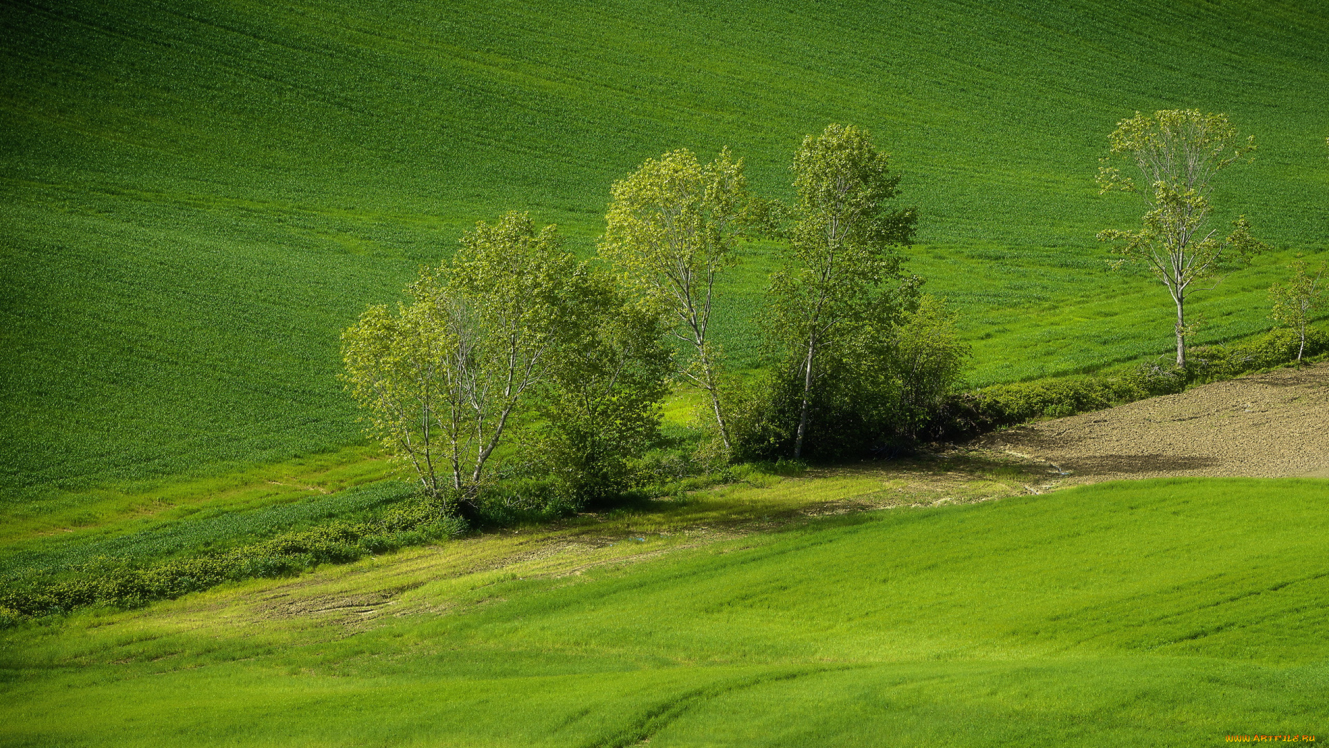 природа, поля, весна, зелень, деревья, холм, склон, всходы, поле