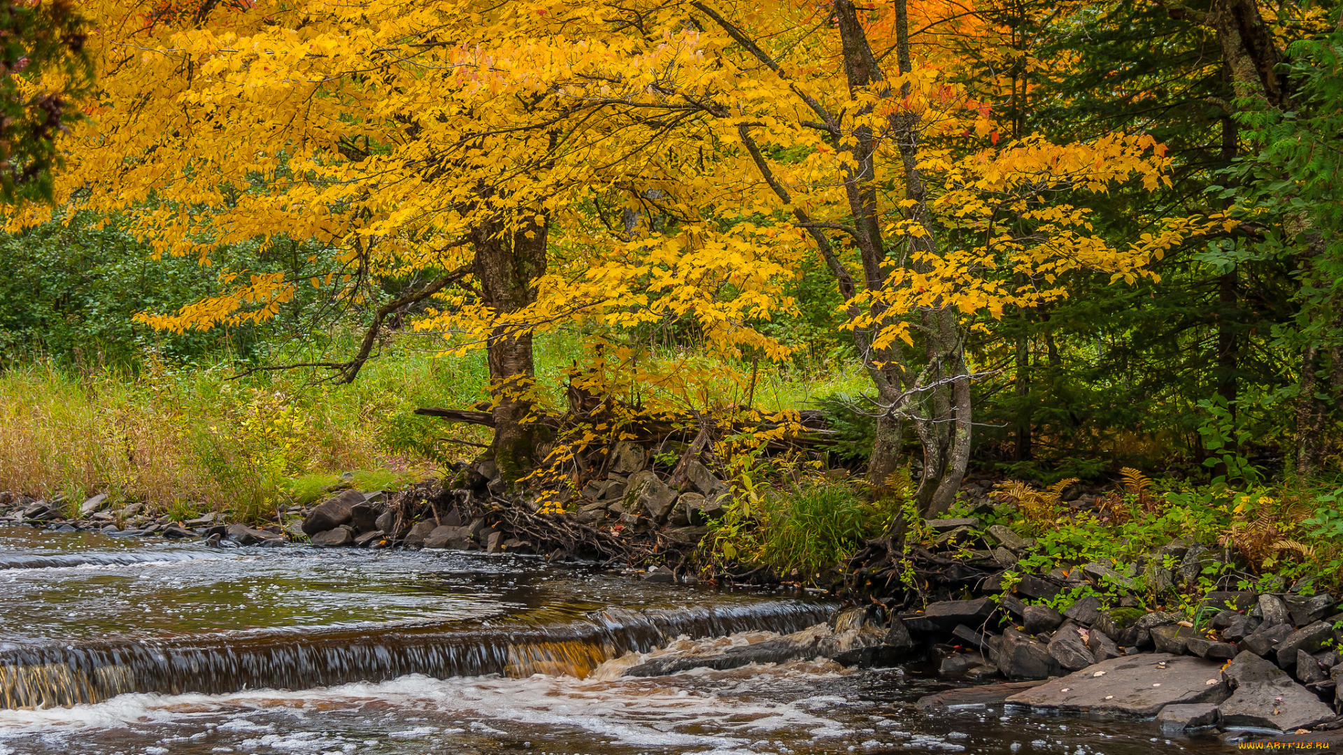 природа, реки, озера, деревья, поток, река, осень