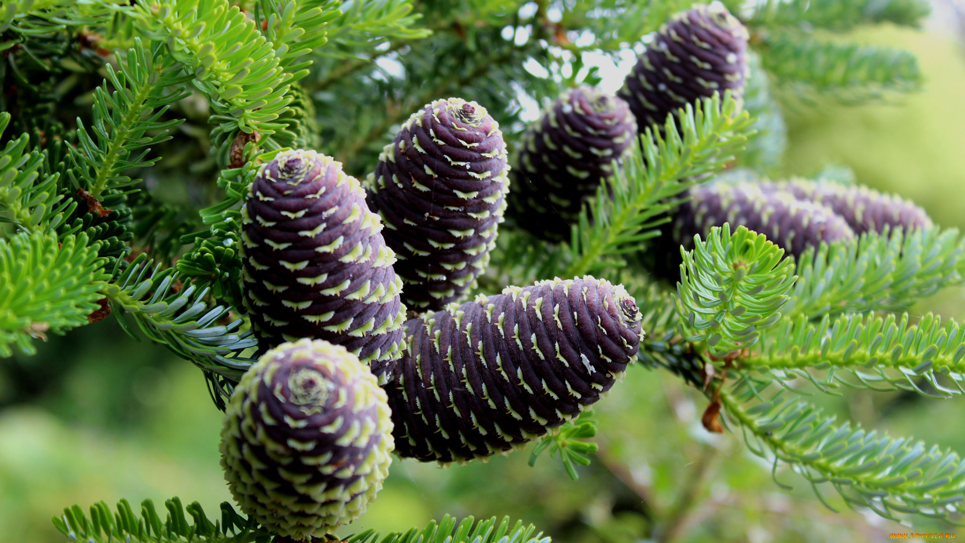 природа, шишки, , жёлуди, , каштаны, хвоя