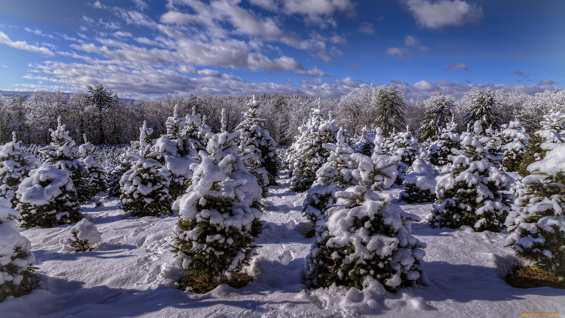 природа, зима, снег, ельник